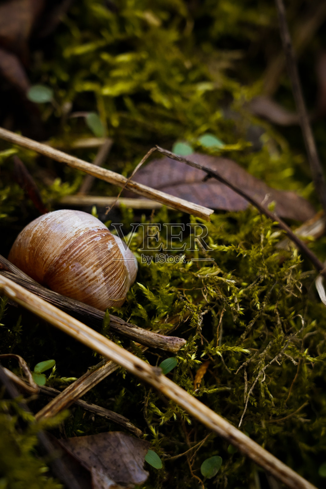 苔藓中的蜗牛壳照片摄影图片