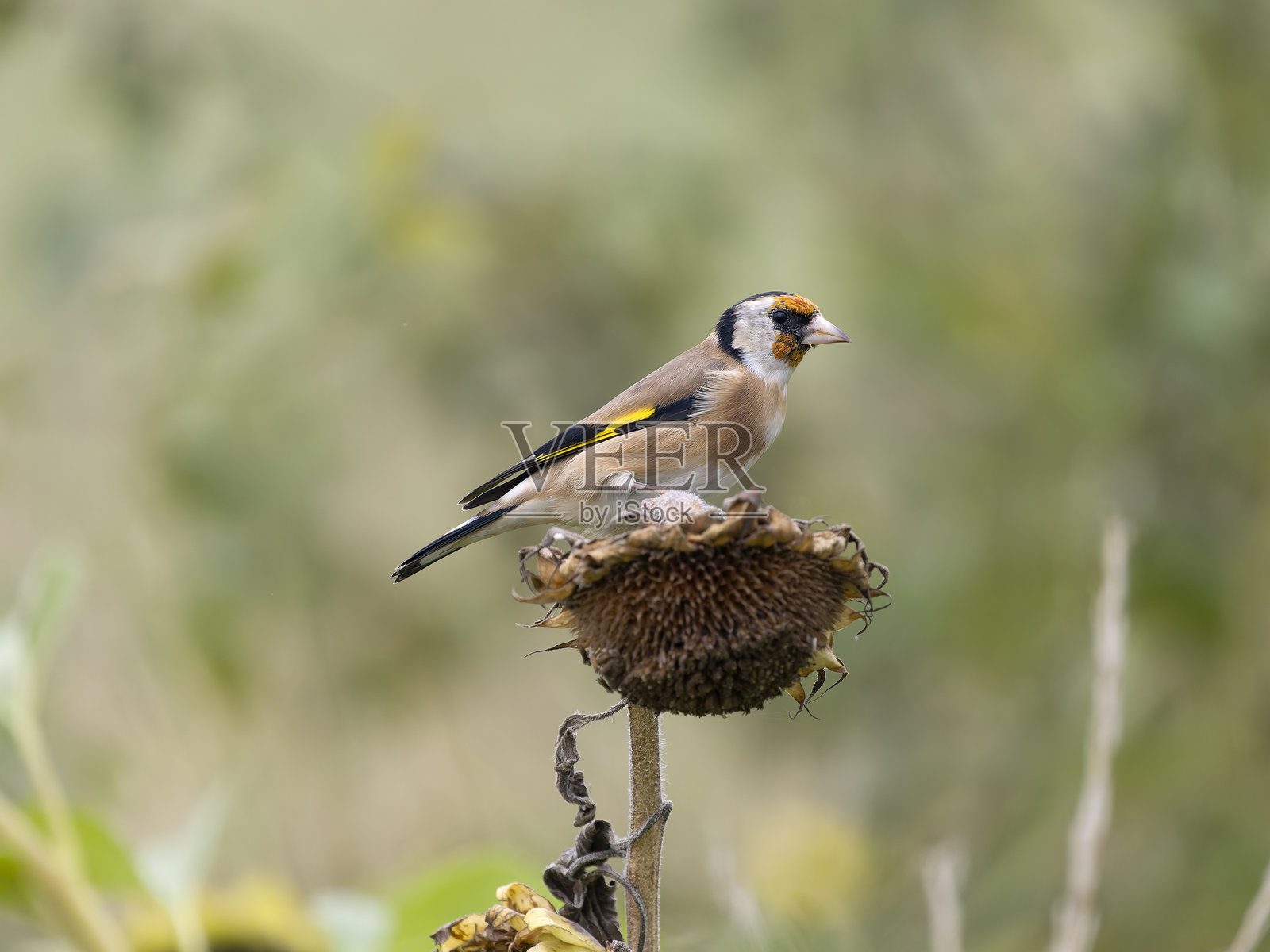金翅雀，红雀（Carduelis carduelis）照片摄影图片