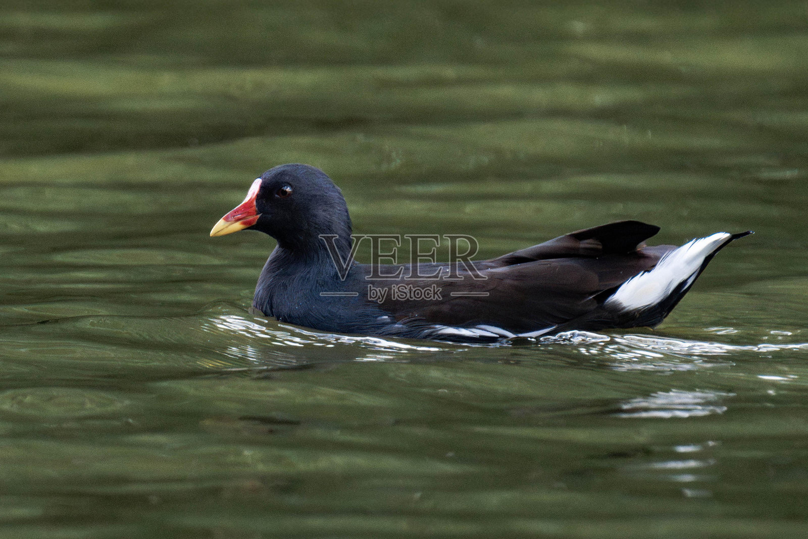 普通秧鸡（Gallinula chloropus），也称为水鸡或沼泽鸡，在水中游泳照片摄影图片