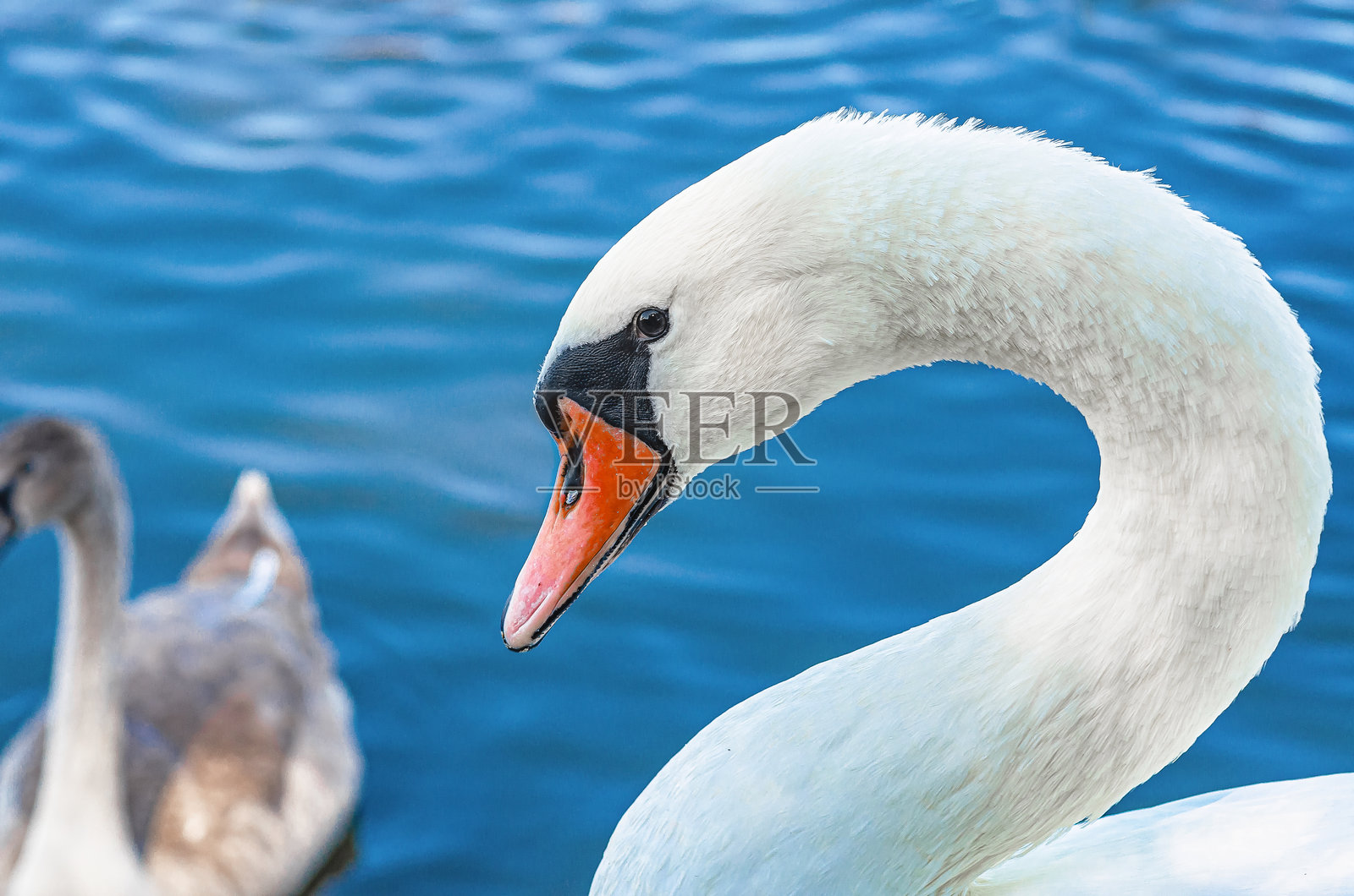 湖面上白天鹅的细致图像。优雅的长颈。水鸟在自然野生环境中。照片摄影图片