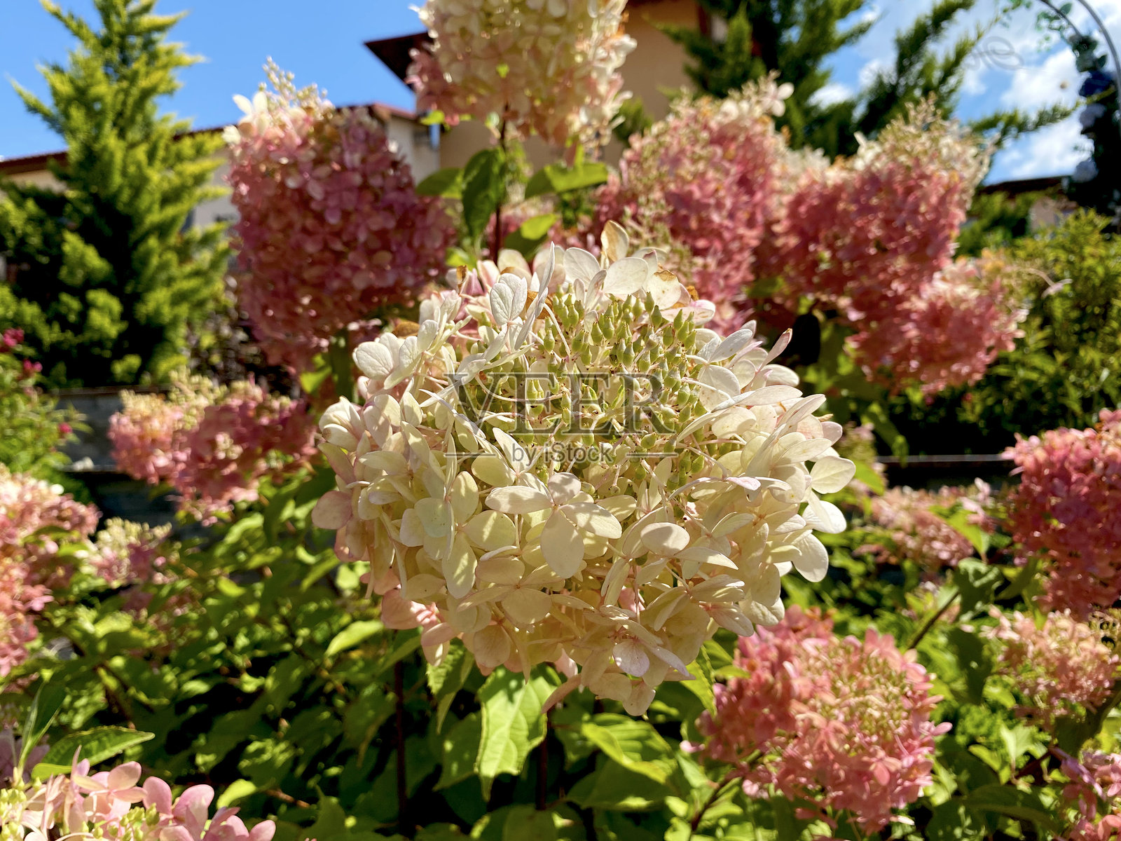 粉色和白色的花朵照片摄影图片