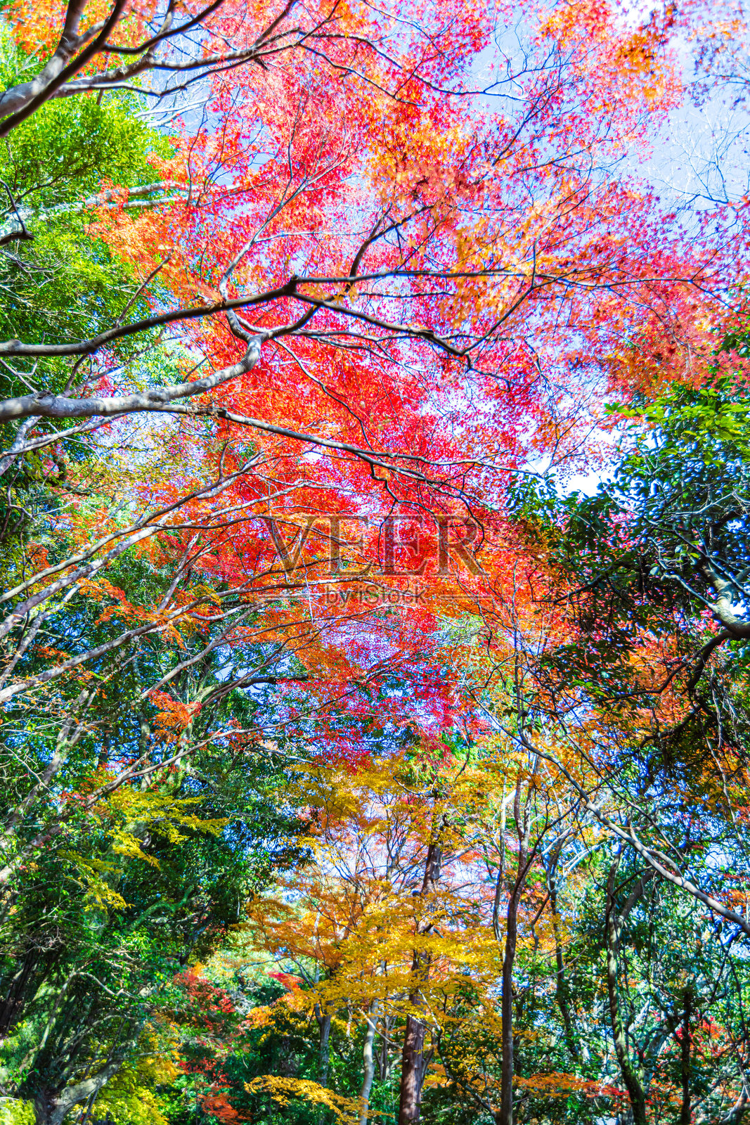 秋天的落叶，滋贺县照片摄影图片