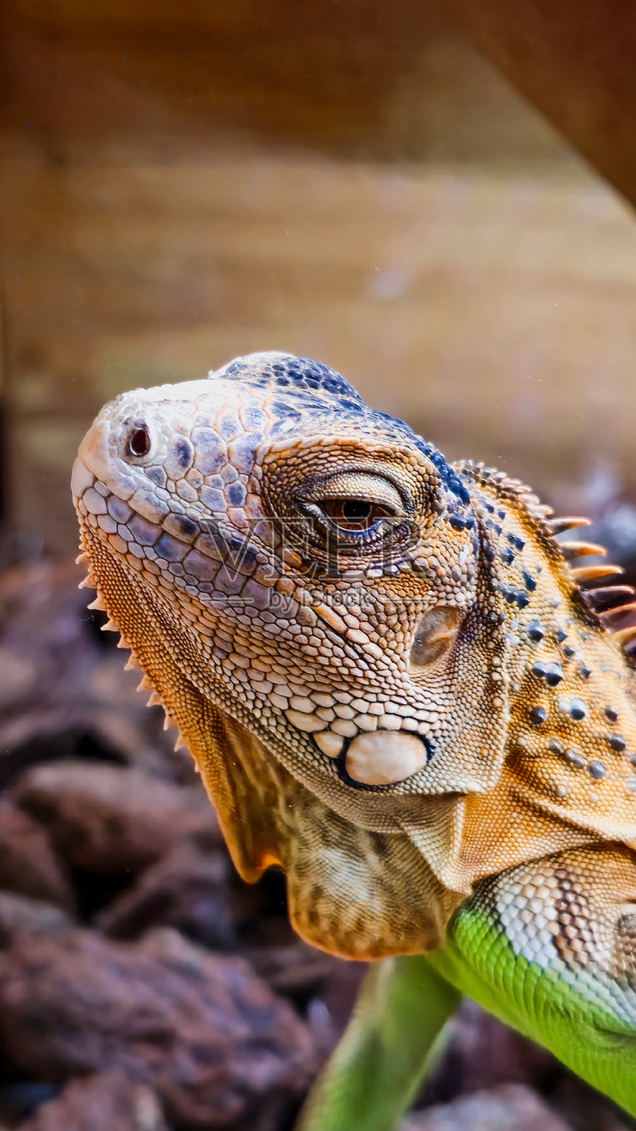 绿鬣蜥的特写镜头照片摄影图片