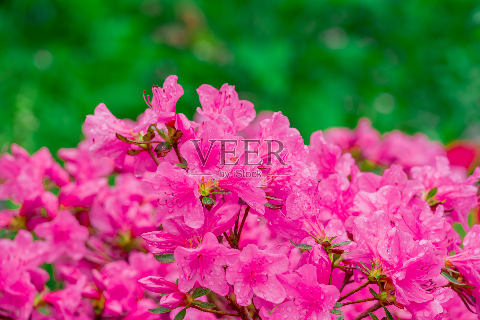 公园里的春天花朵照片照片摄影图片