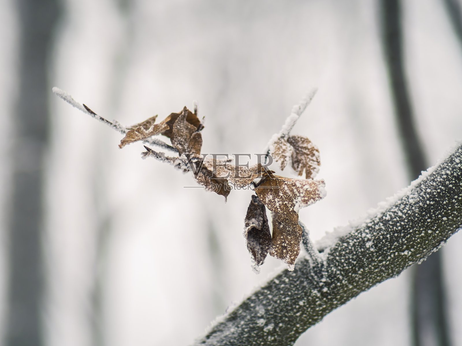 冬季霜冻覆盖的树枝上挂着红色浆果照片摄影图片