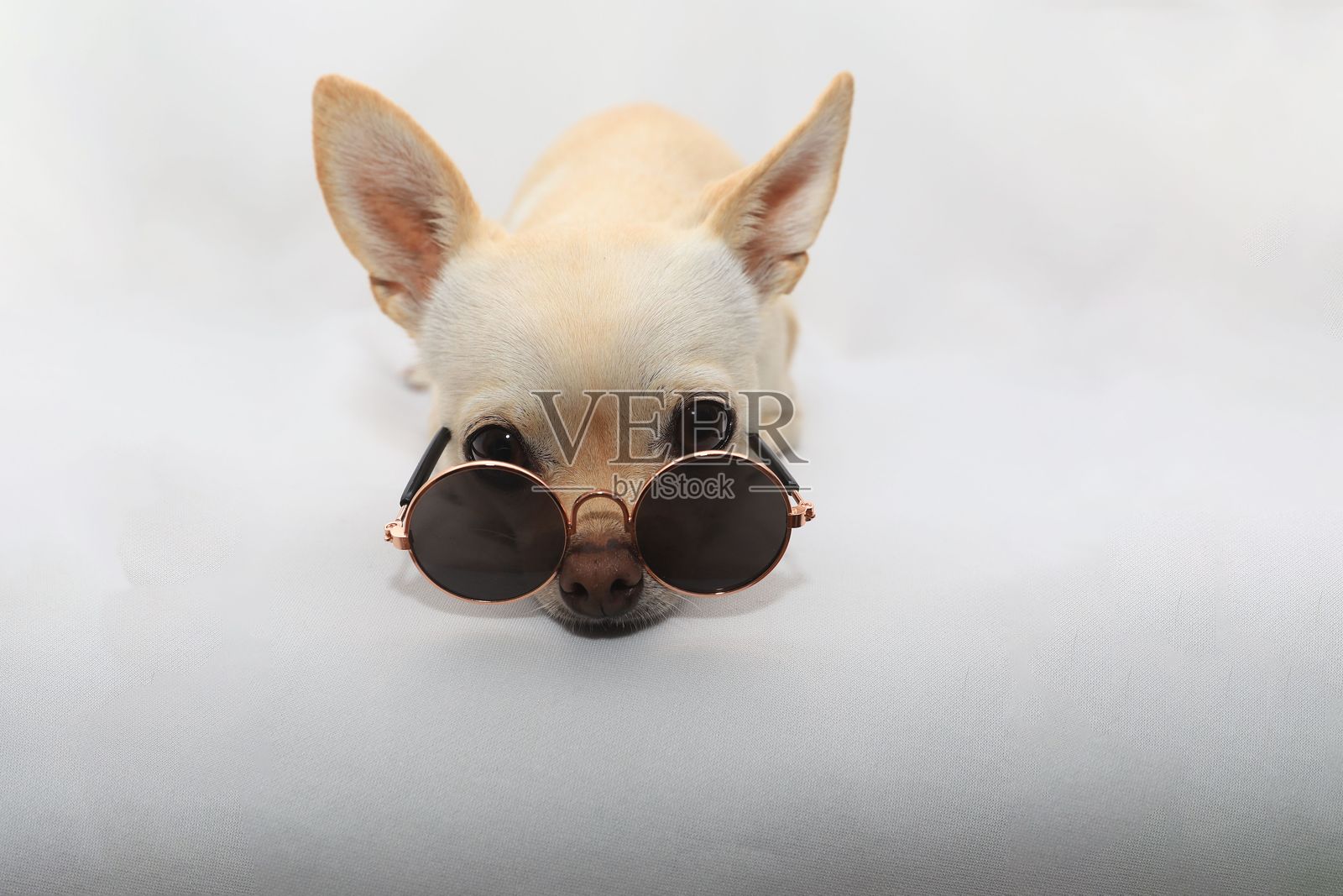 一只戴着眼镜的小白色吉娃娃狗照片摄影图片