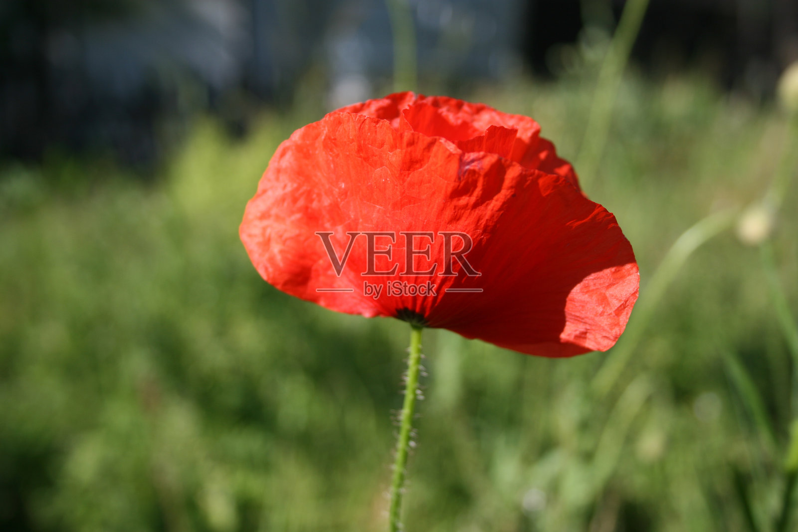 美丽的背景，花朵特写，绿色自然花园照片摄影图片