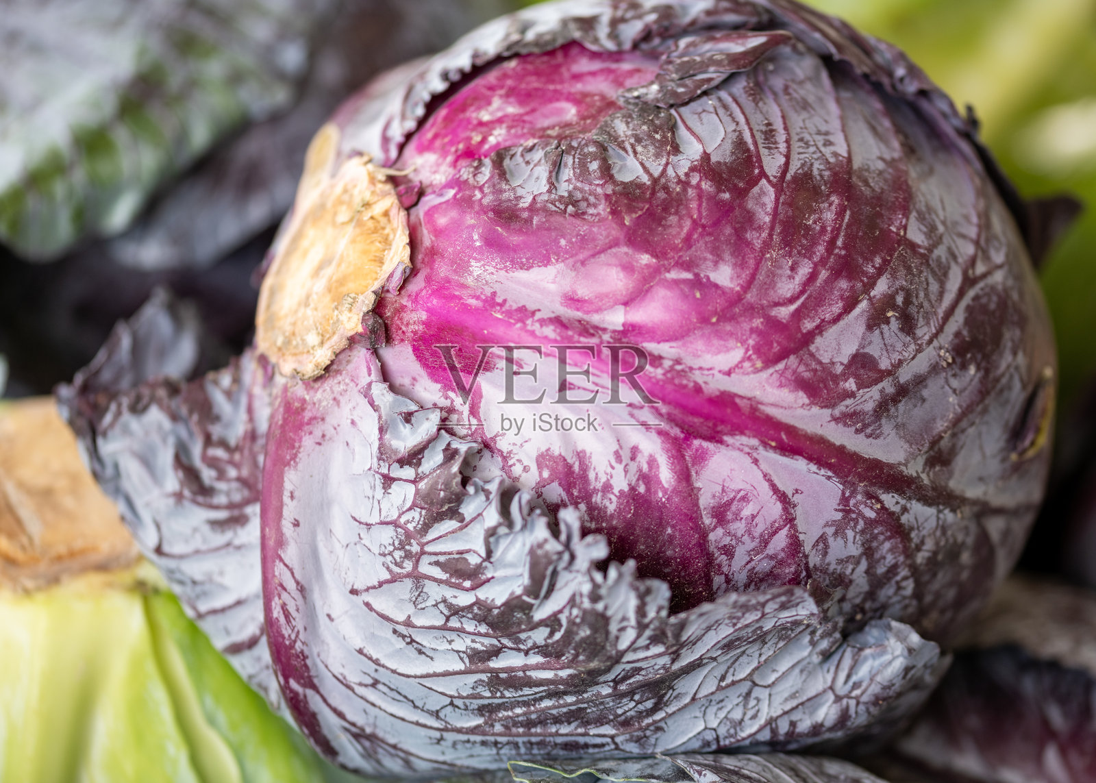 农贸市场新鲜紫甘蓝的特写镜头照片摄影图片