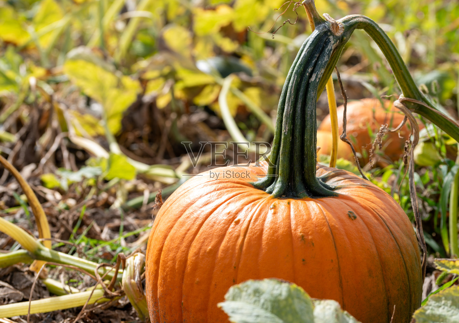 农场里的南瓜田中的南瓜照片摄影图片