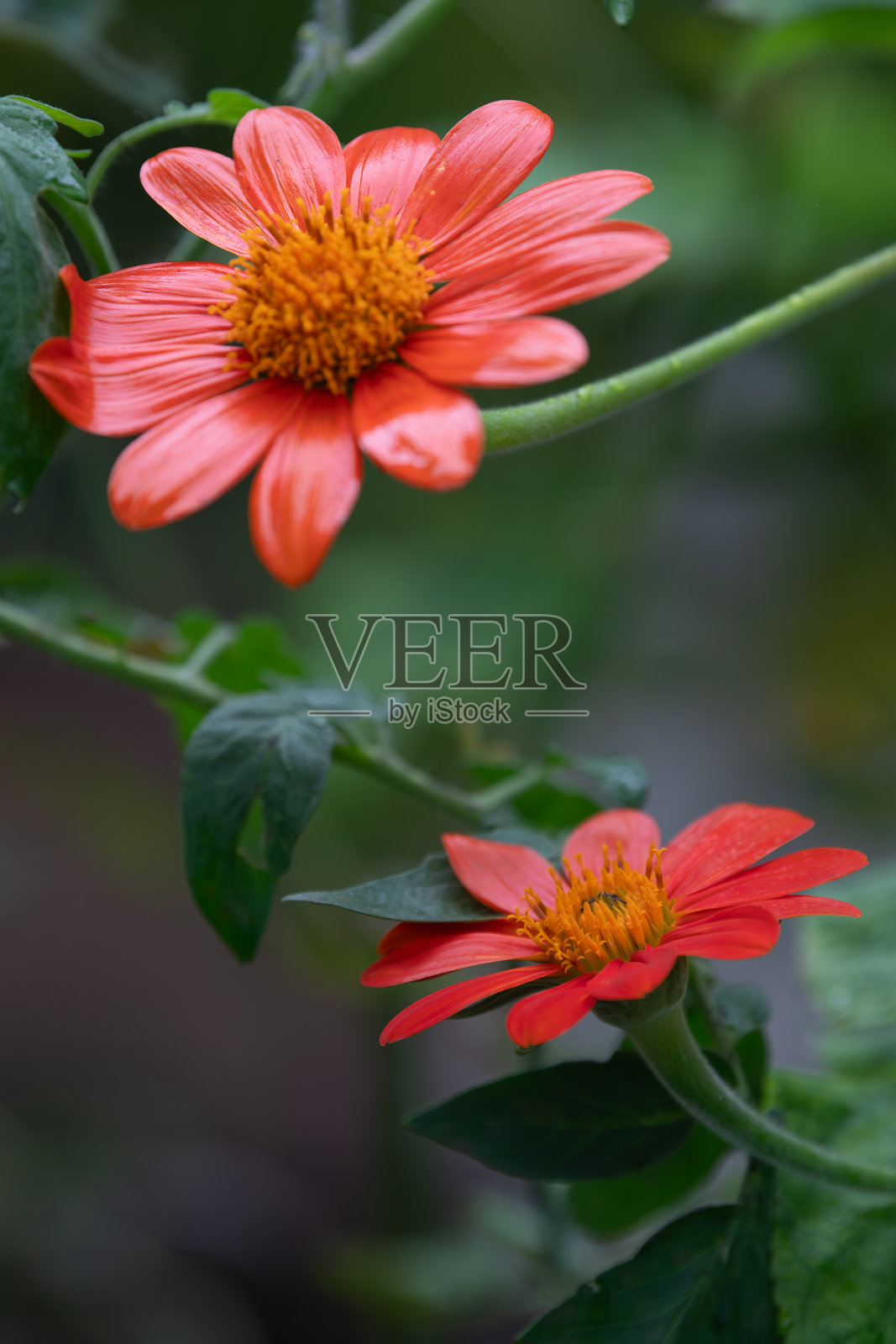 夏季花园中的向日葵盛开。照片摄影图片