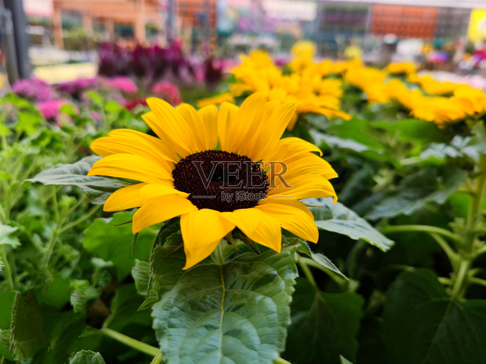 美丽的黄色向日葵特写，正在花卉和园艺中心出售照片摄影图片