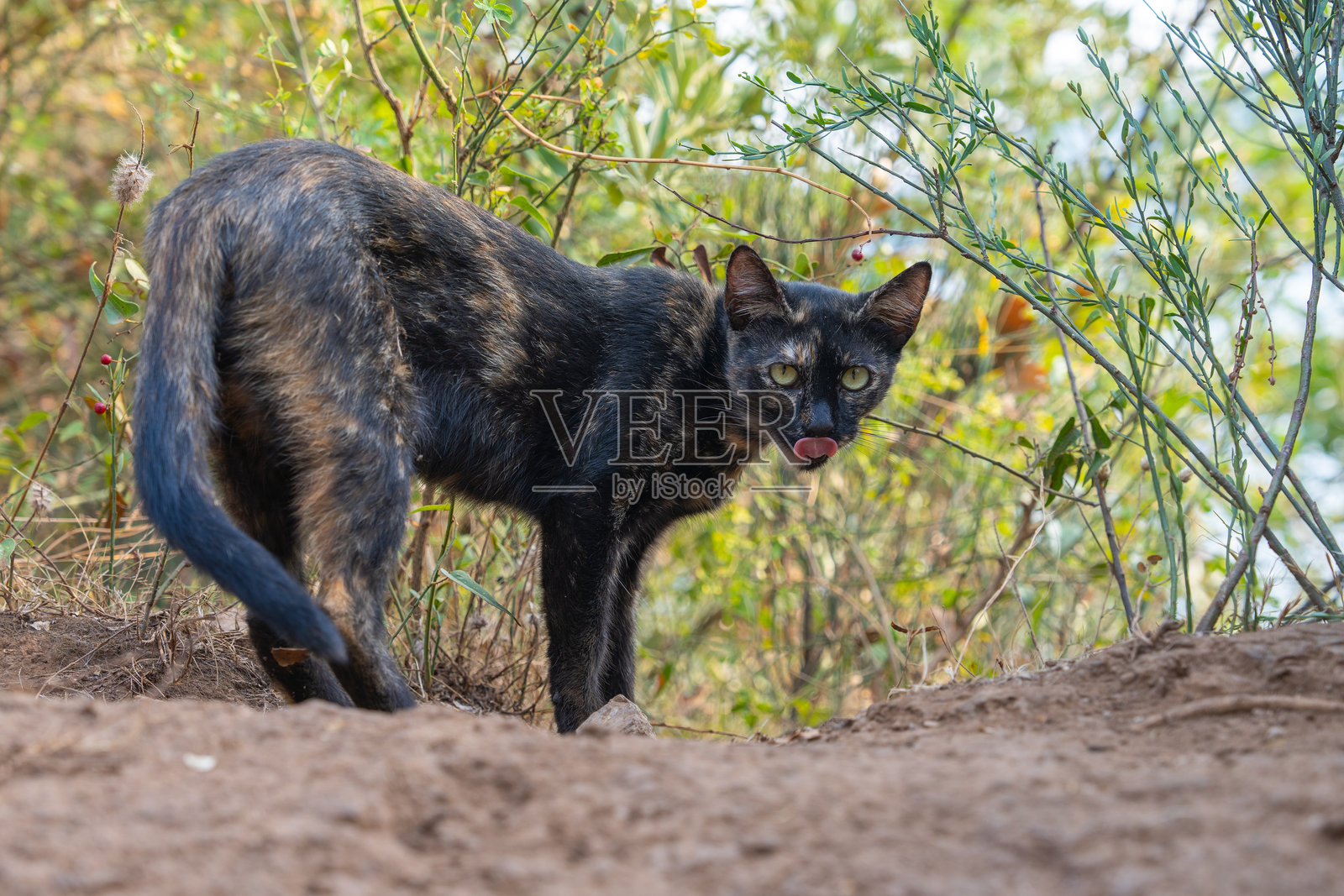 玳瑁猫在自然栖息地中照片摄影图片