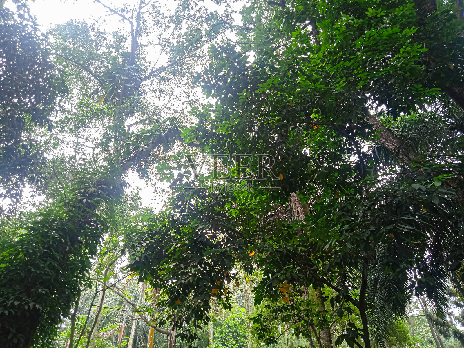 城市森林中郁郁葱葱的树木下的照片照片摄影图片