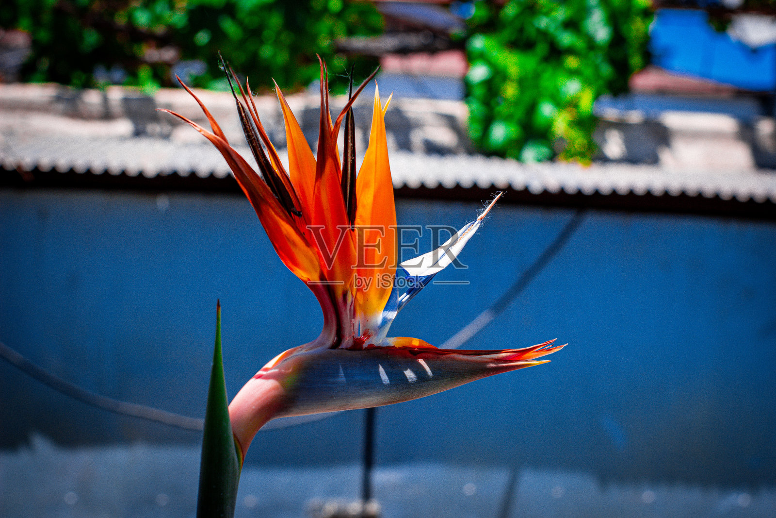 美丽的鸟花照片摄影图片