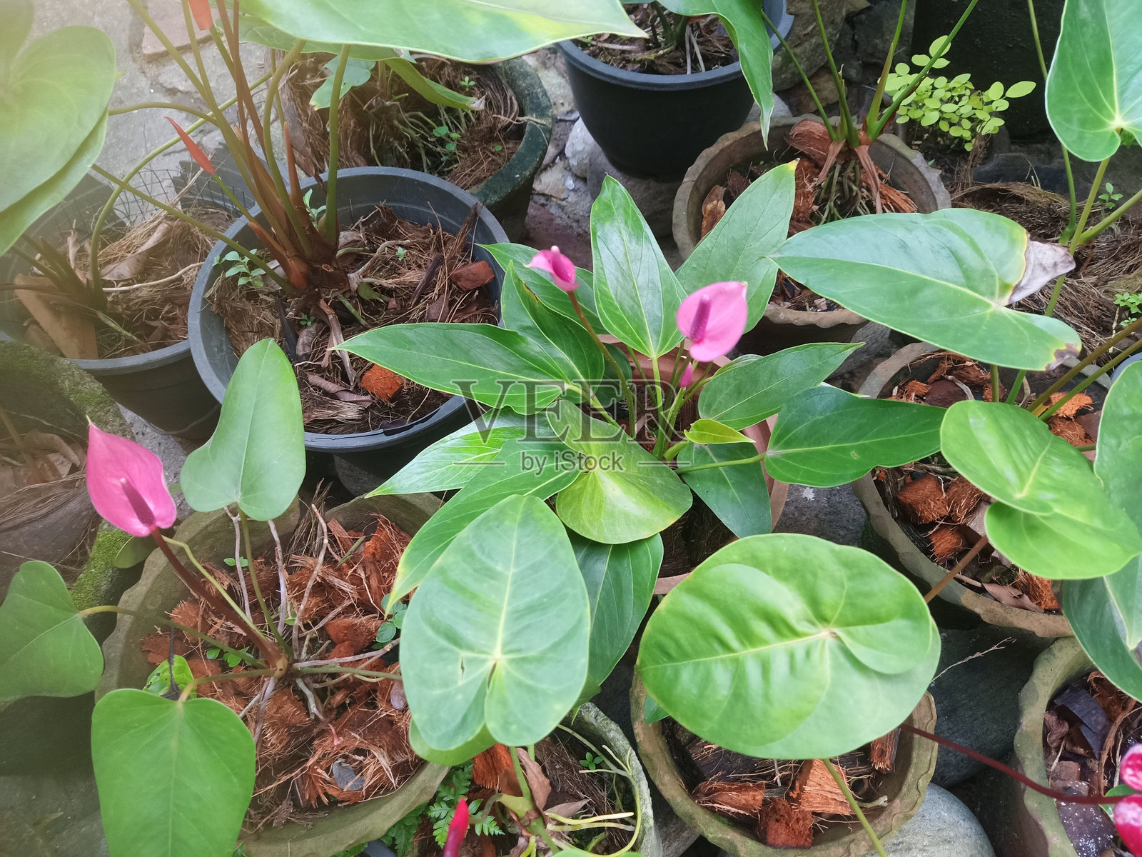 火鹤花照片摄影图片