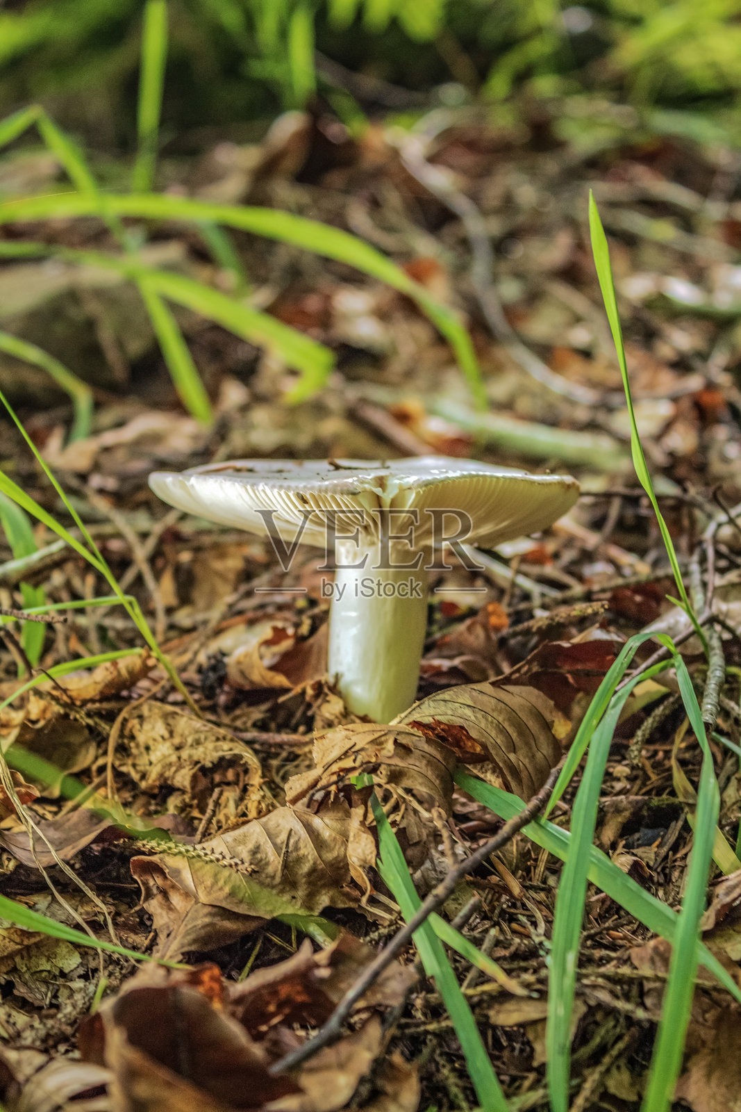 宏观 - 森林 - 欧洲，罗马尼亚，苏恰瓦地区照片摄影图片