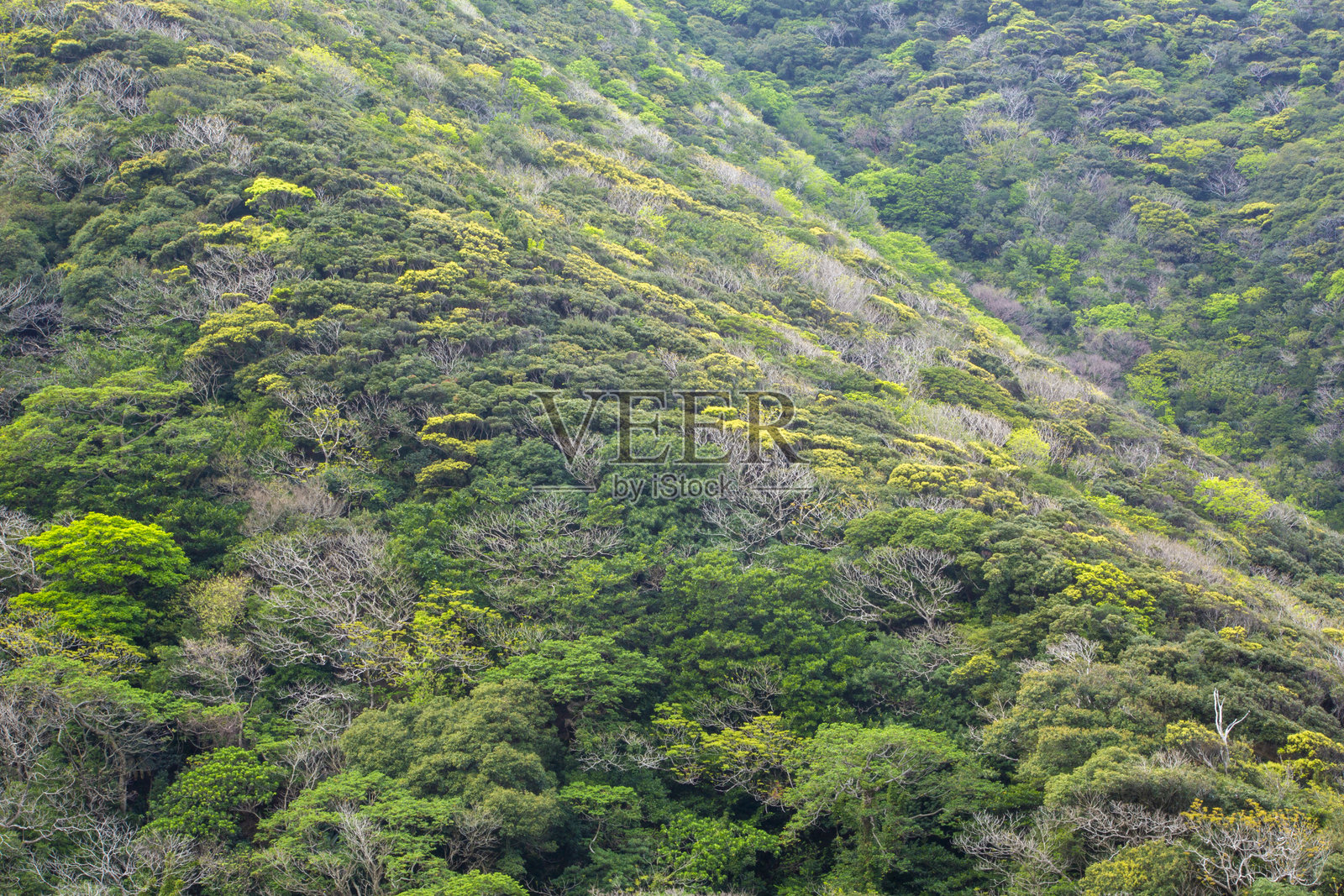 天草岛春季山景照片摄影图片