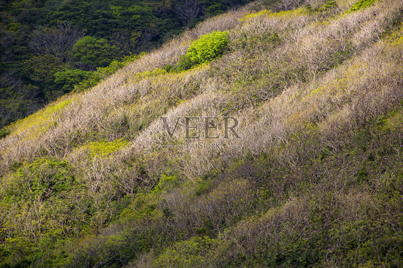 天草岛春季山景照片摄影图片