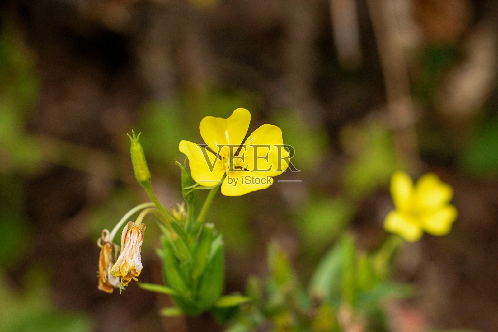 田野中的晚樱草花。照片摄影图片