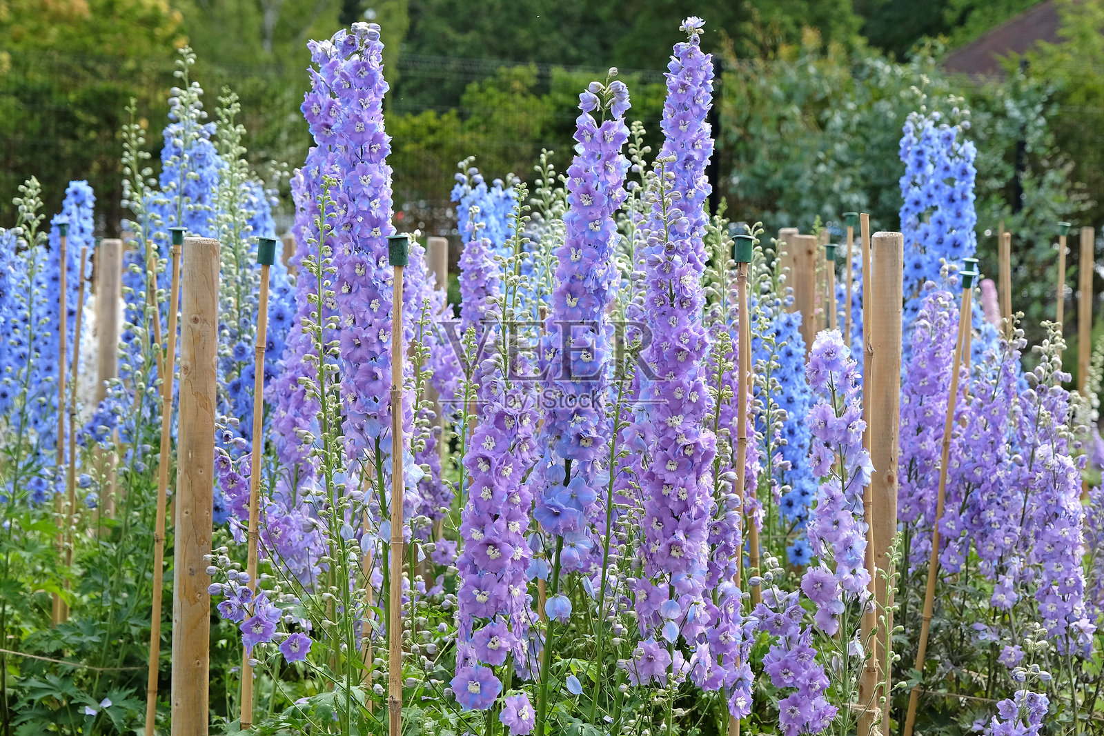 淡紫色的紫苑花盛开着的紫苑女士照片摄影图片