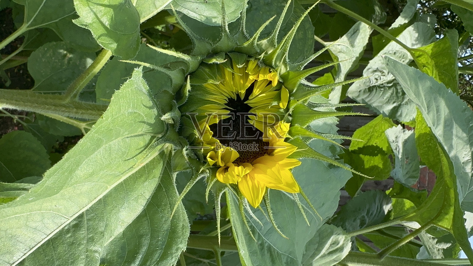 向日葵照片摄影图片