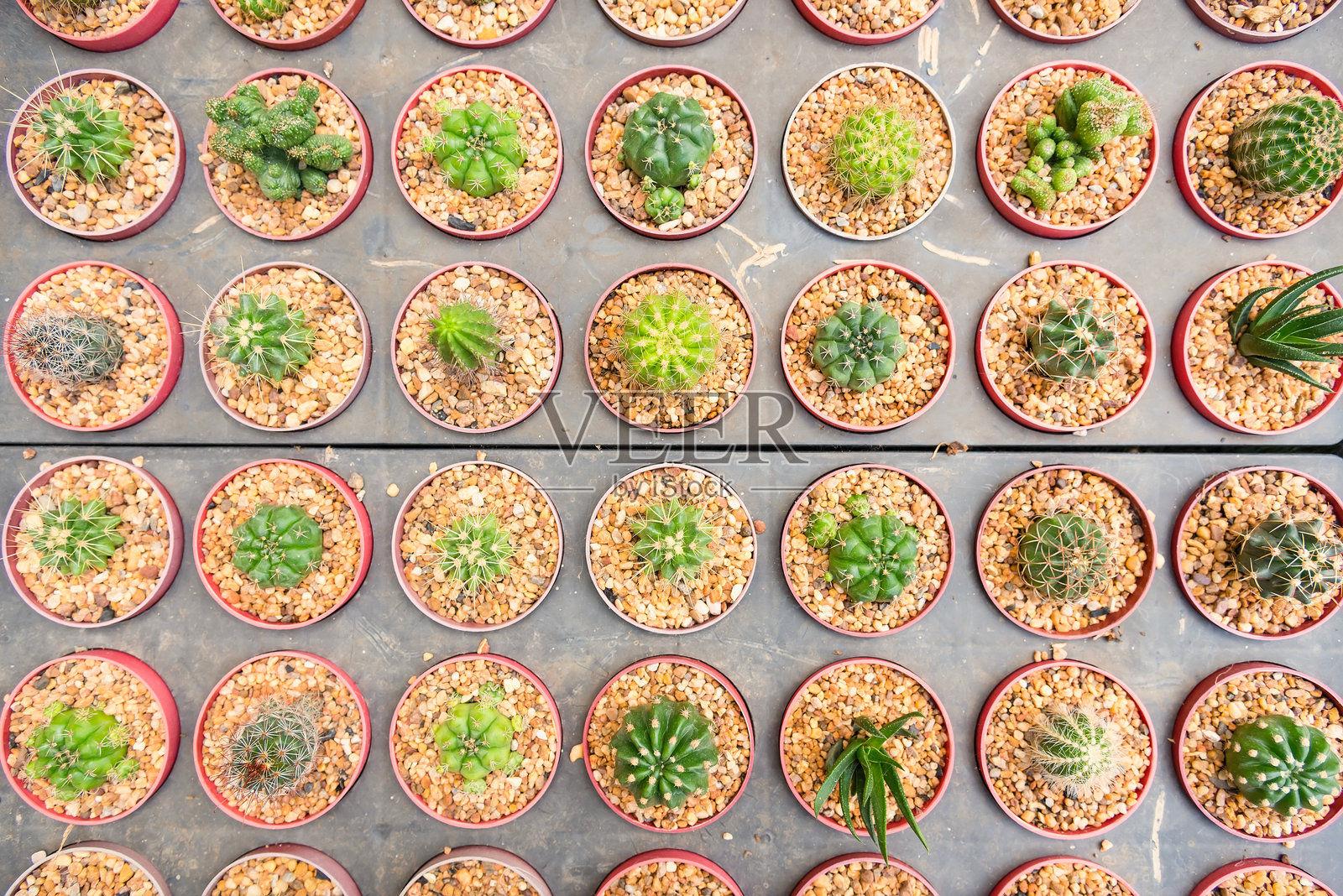 温室内盆栽植物的全景拍摄照片摄影图片