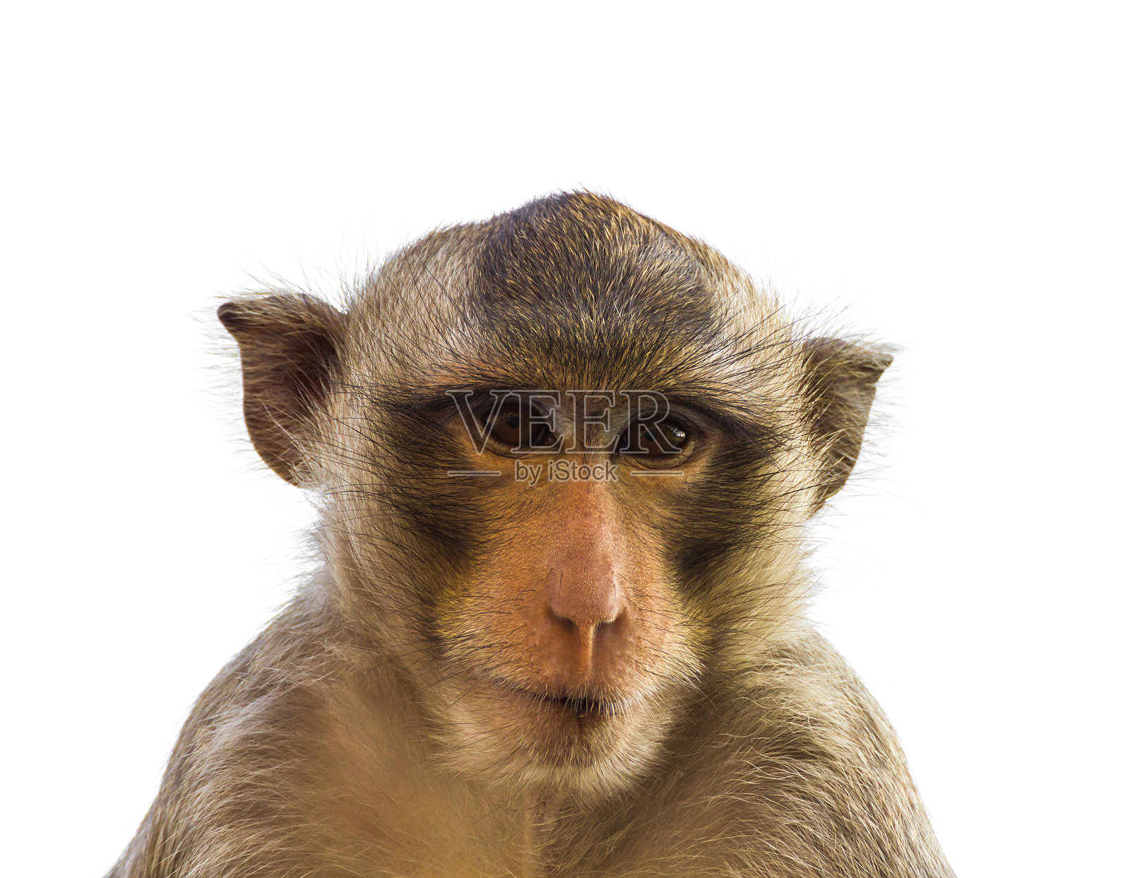 白色背景下的猴子肖像照片摄影图片
