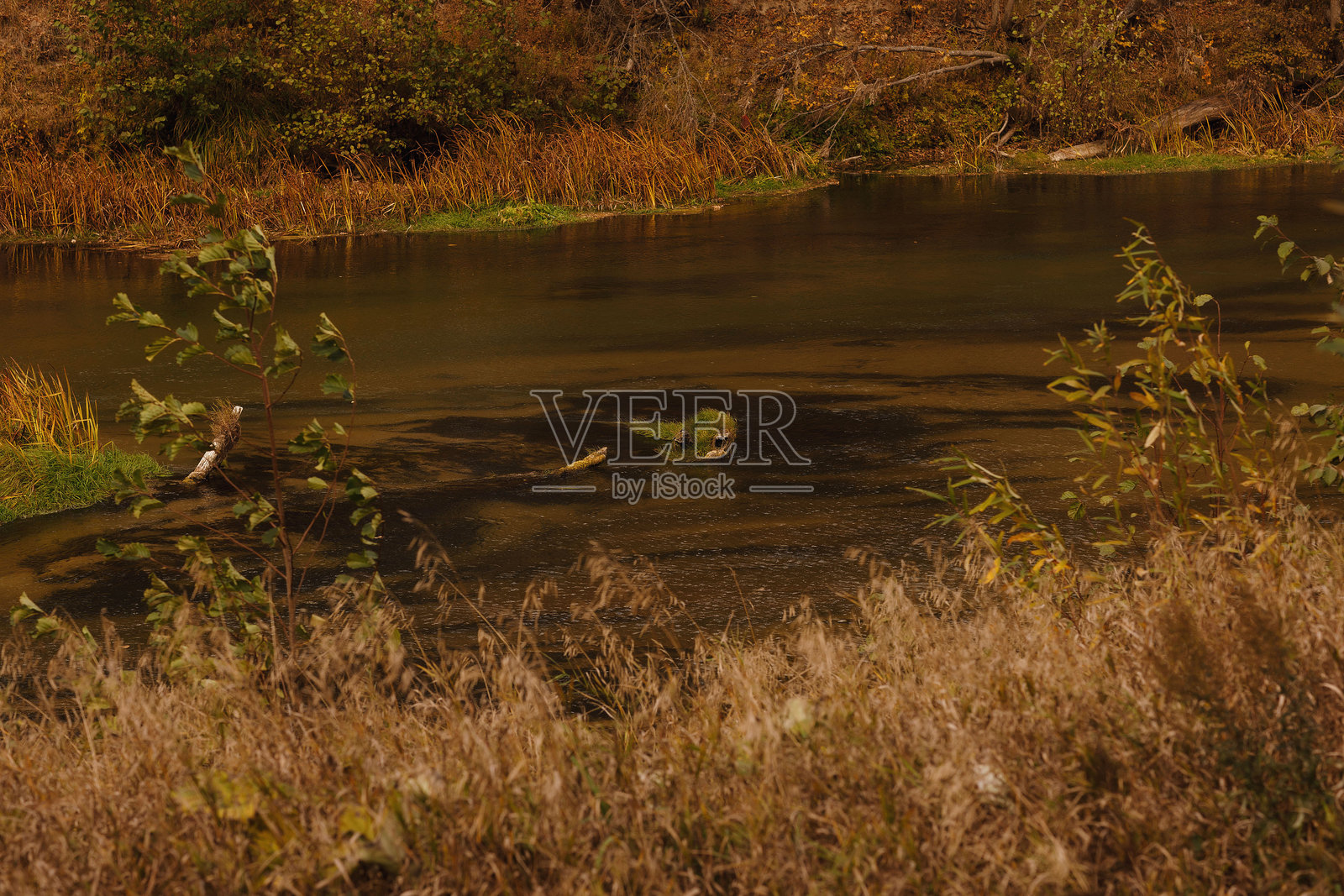 马里乔德拉国家公园的伊莱特森林河，拍摄于秋天的一天照片摄影图片