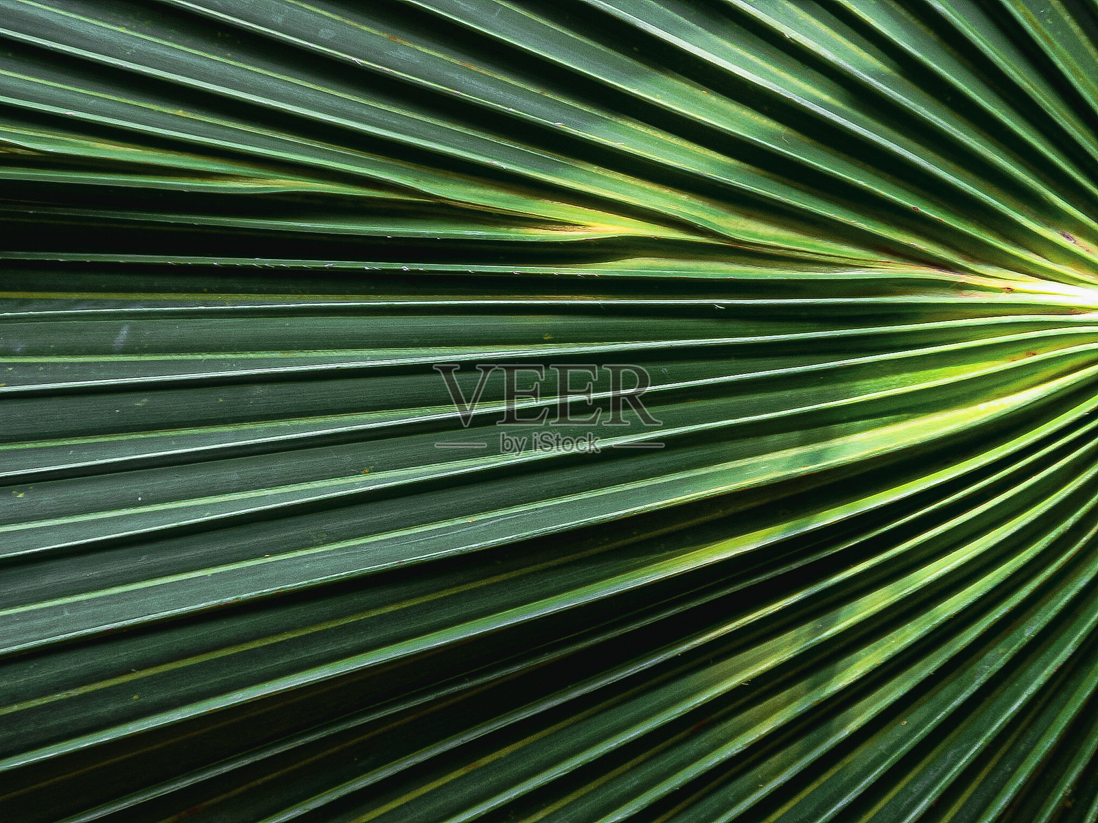 绿色叶子照片摄影图片