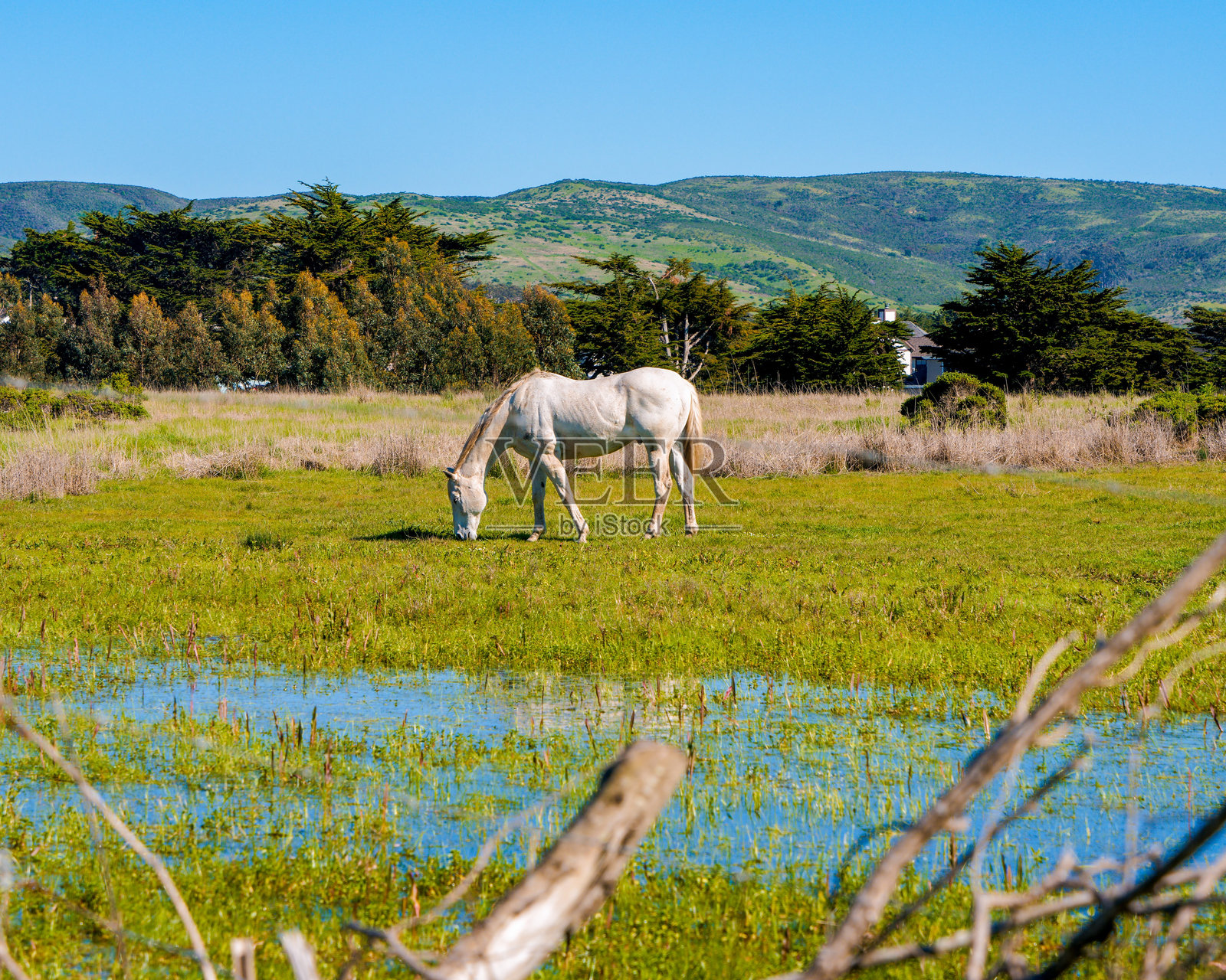 悠闲的马在吃草照片摄影图片