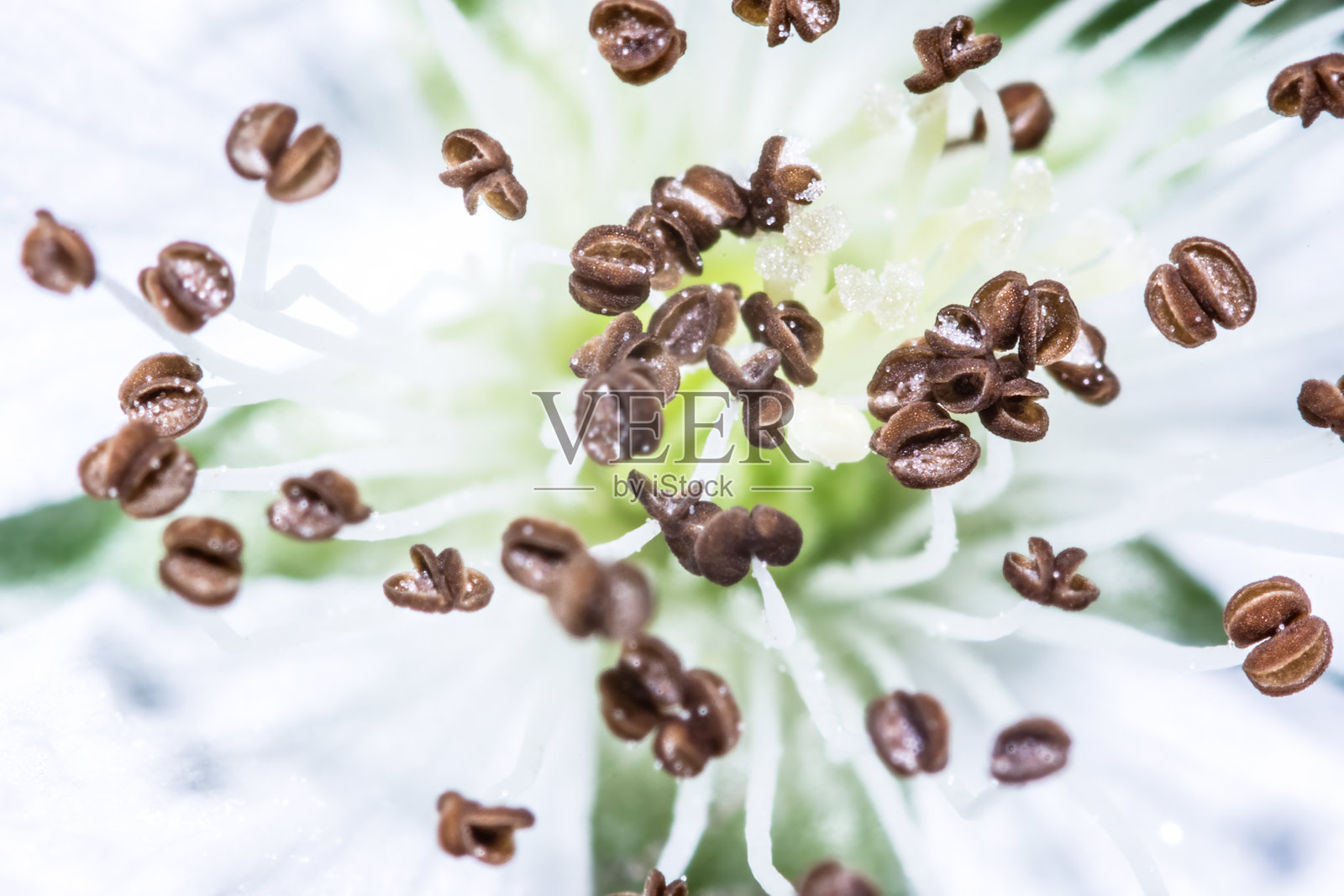 花朵细节照片摄影图片