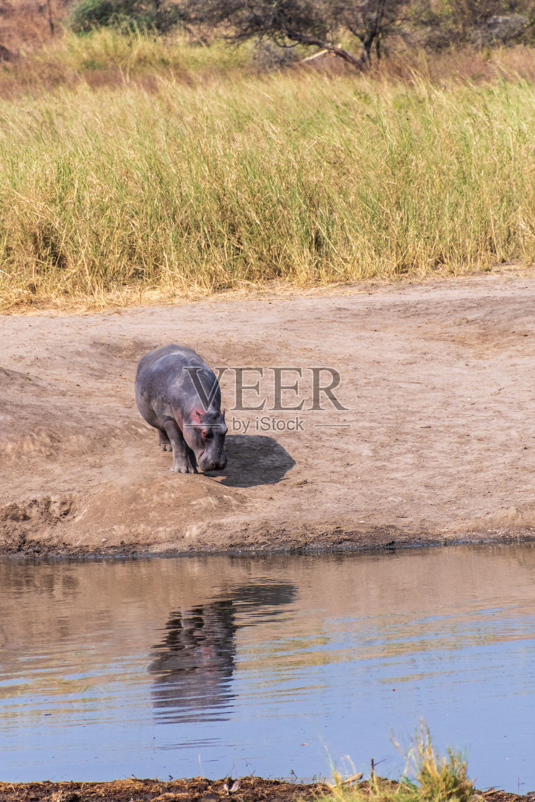 河马进入水中照片摄影图片