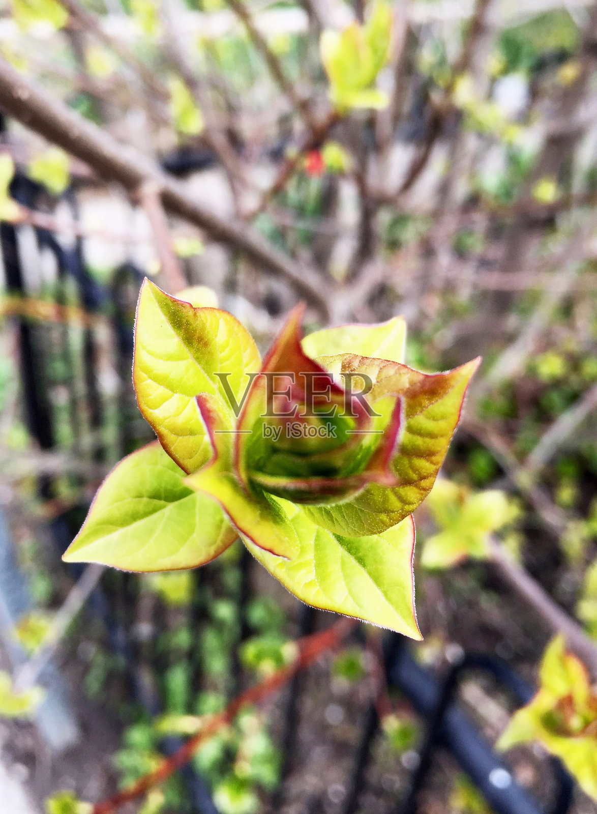 叶子照片摄影图片