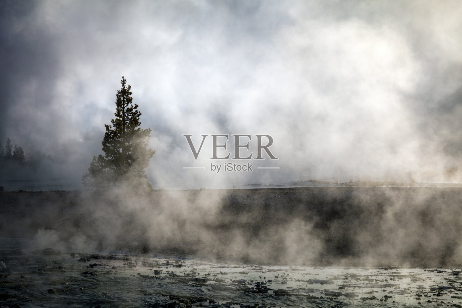 雾中的松树照片摄影图片