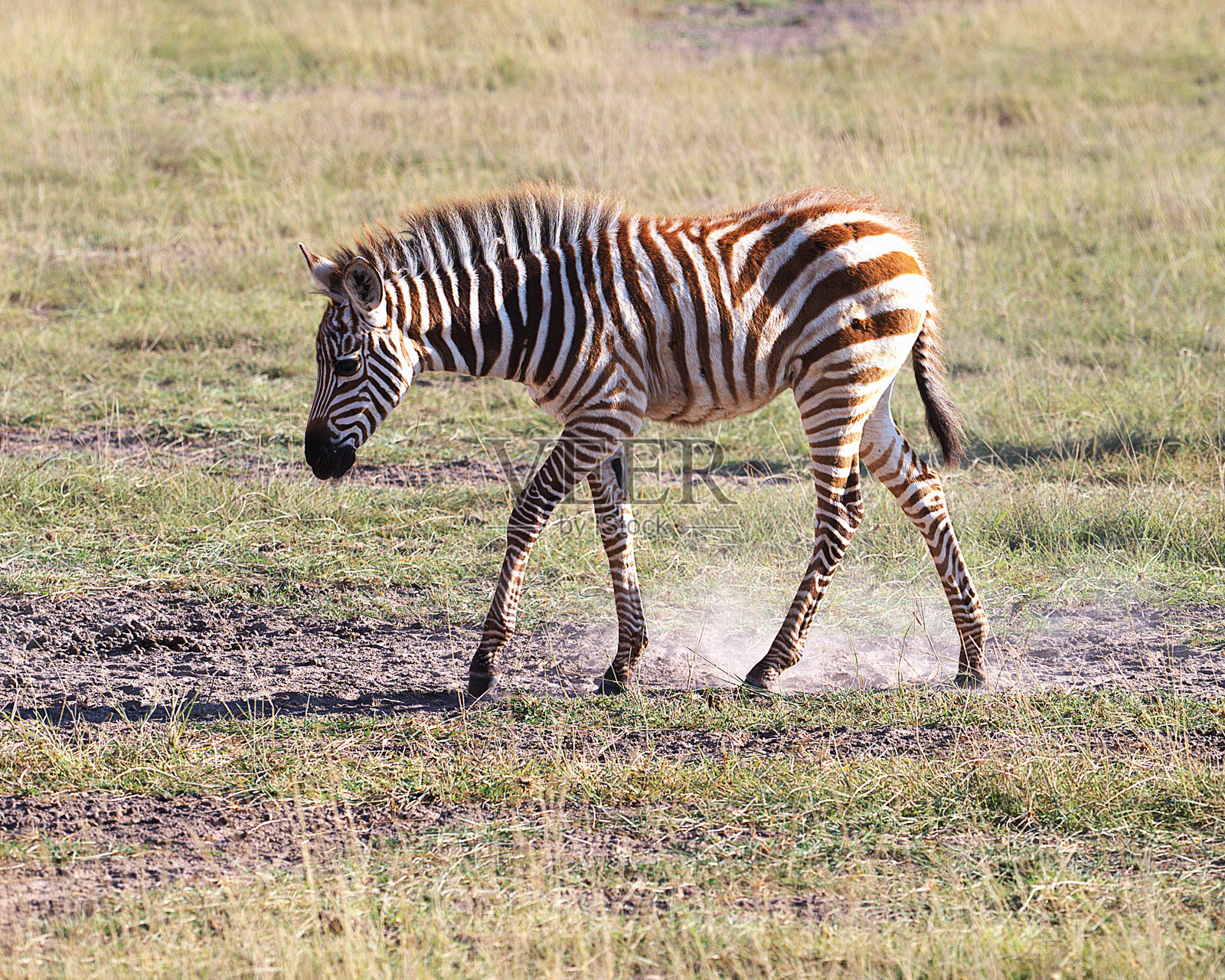 年轻的斑马照片摄影图片