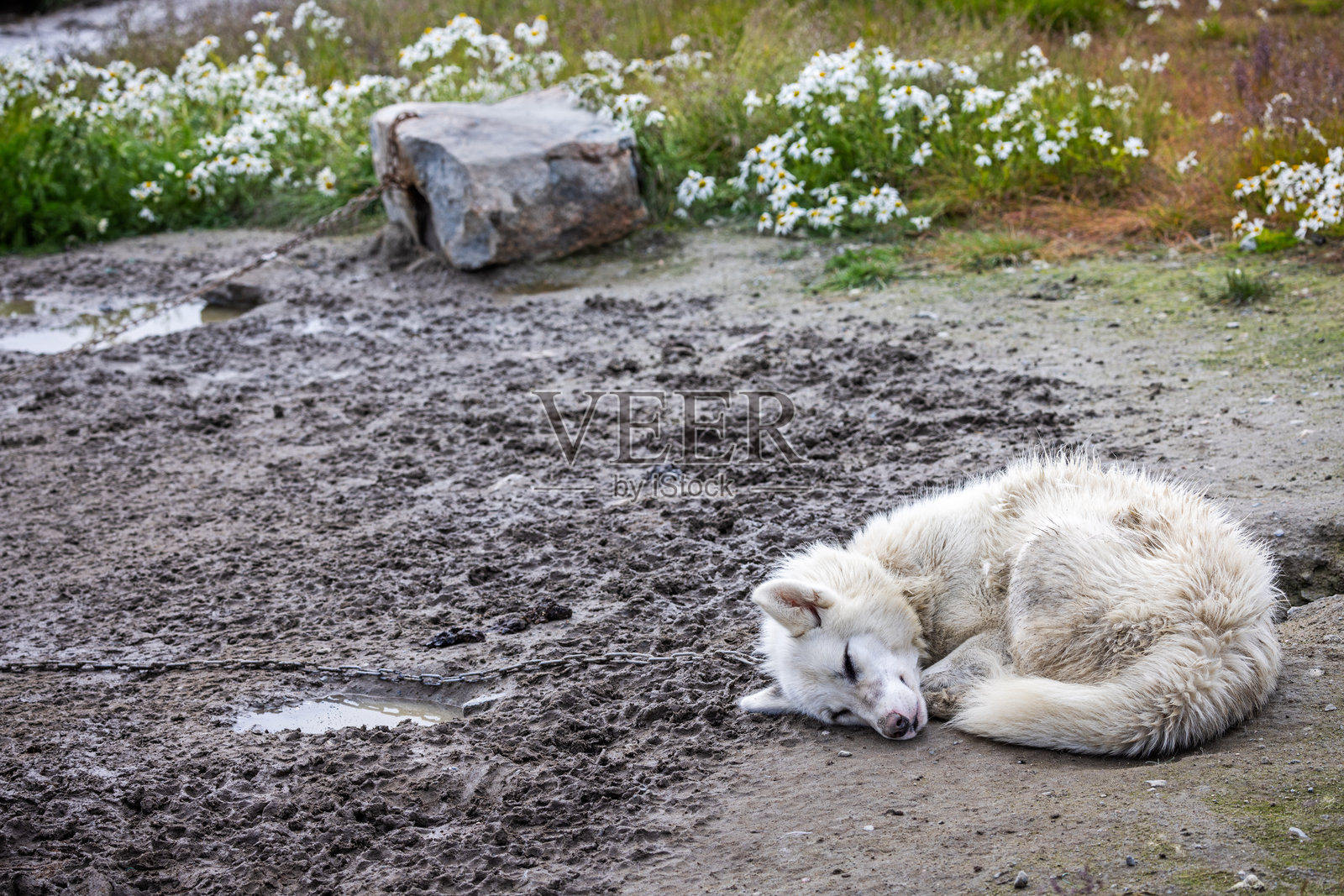 被链住的睡觉雪橇犬照片摄影图片