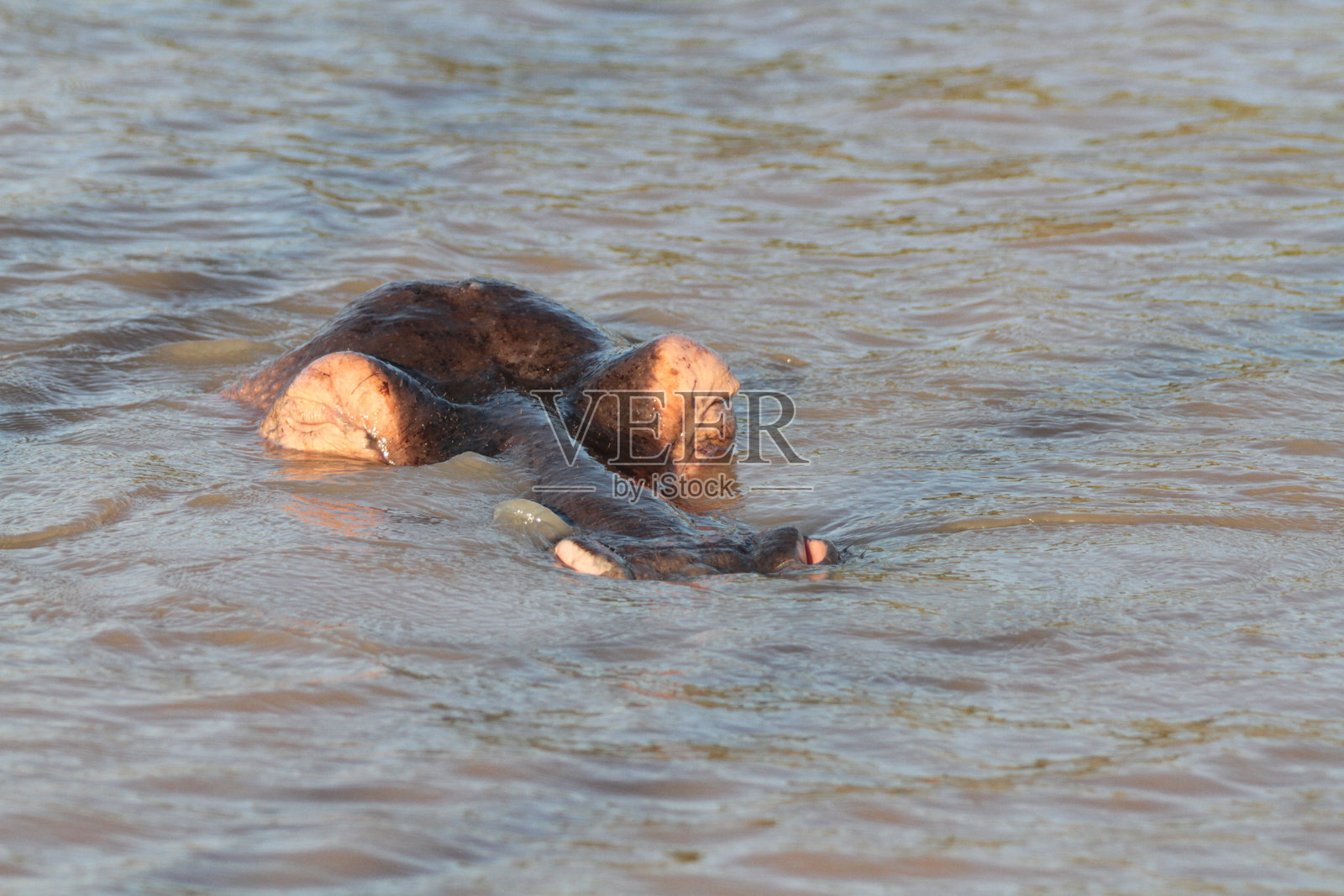 南非伊西曼加利索湿地公园照片摄影图片