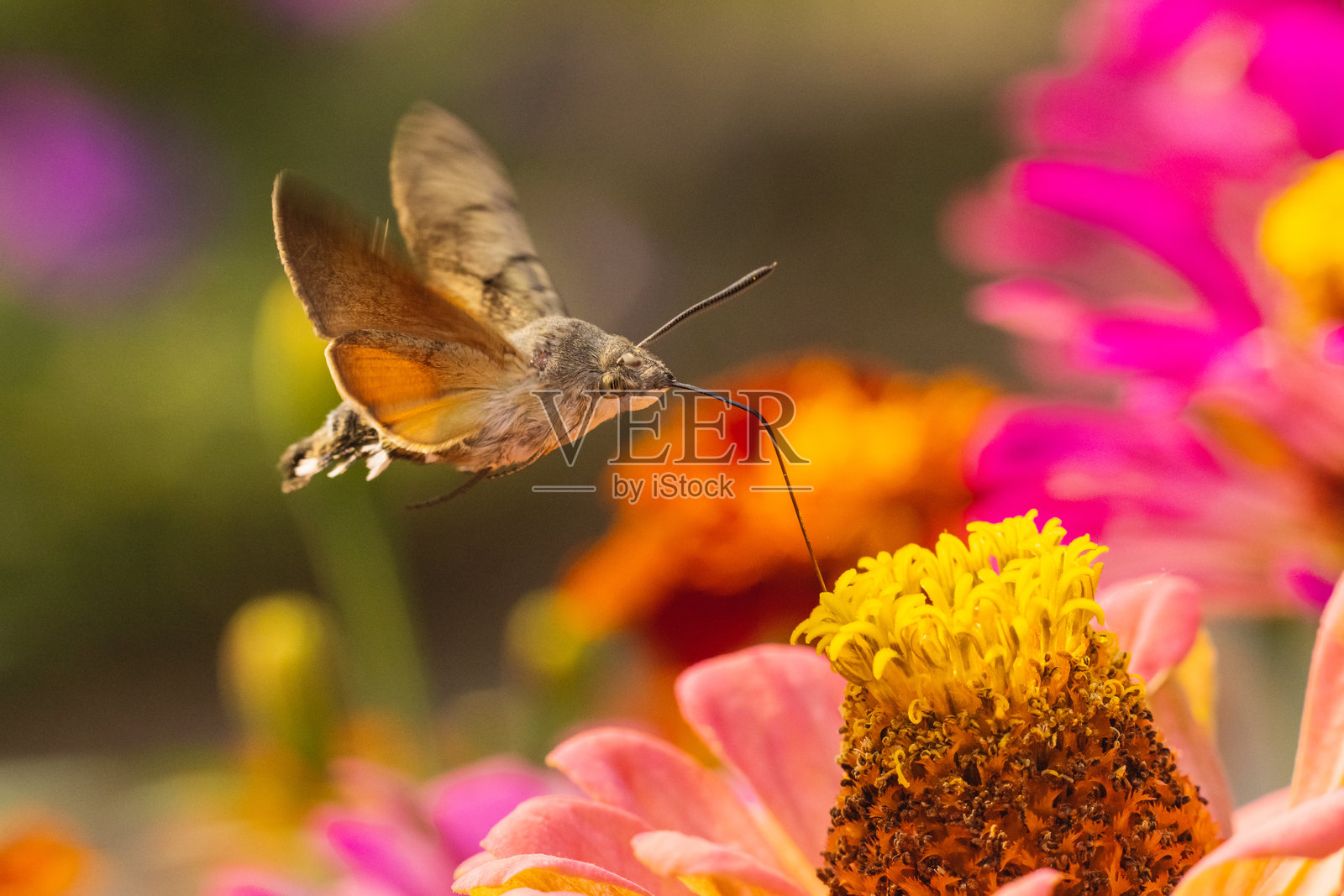 鹰蛾蝶照片摄影图片