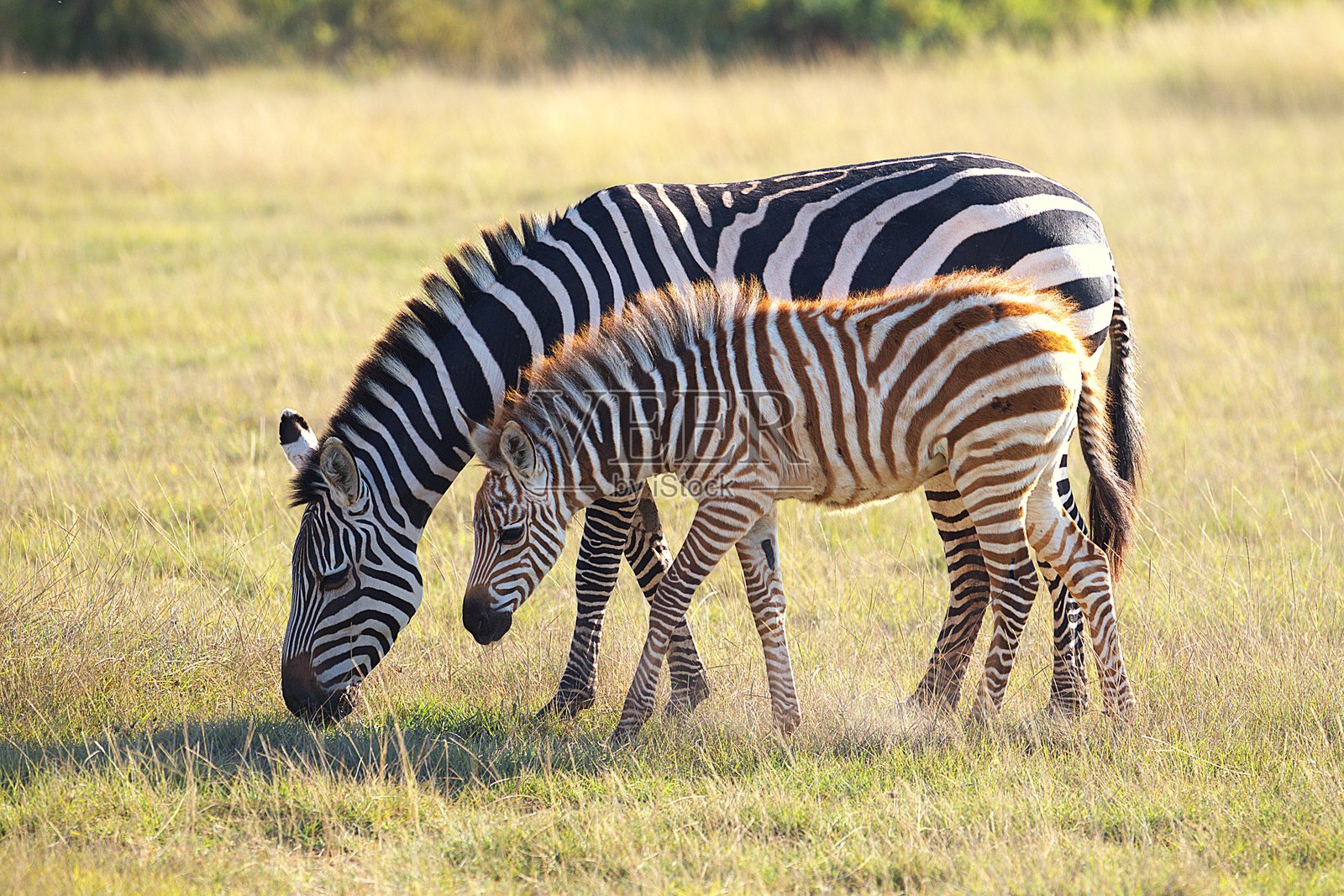 小斑马与母亲照片摄影图片