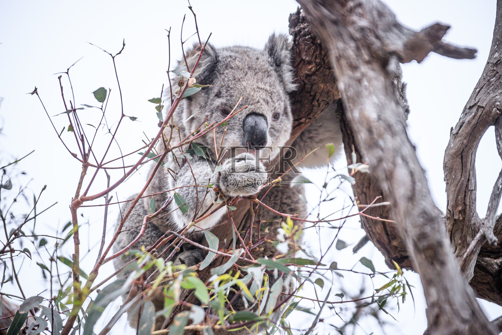 考拉在澳大利亚维多利亚州雷蒙德岛的树上享受桉树叶照片摄影图片