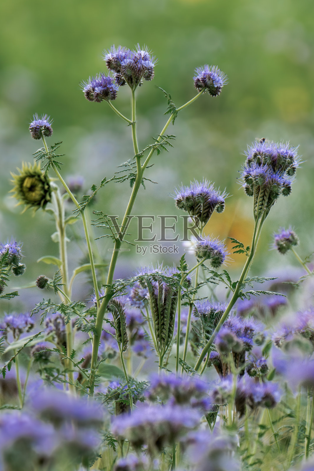 羽叶花（Phacelia tanacetifolia），也称为蕾丝羽叶花、蓟叶羽叶花、蓝色蓟、紫色蓟或小提琴颈。照片摄影图片