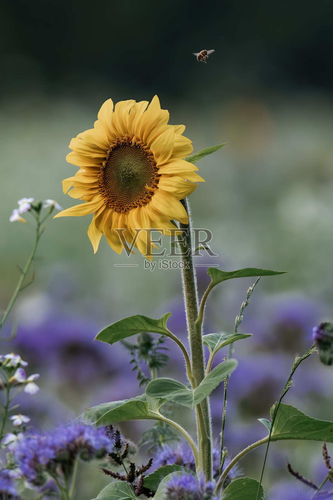 夏季田野上的向日葵照片摄影图片