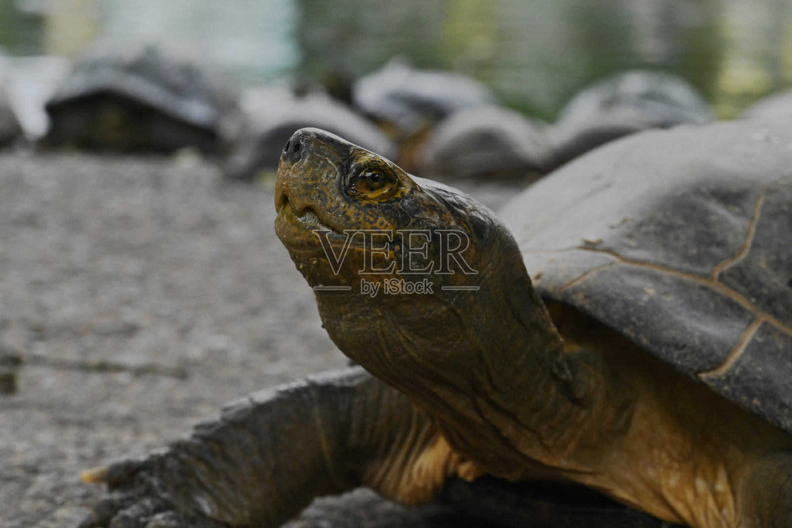 专注于在雨天气氛中休息的海龟。照片摄影图片