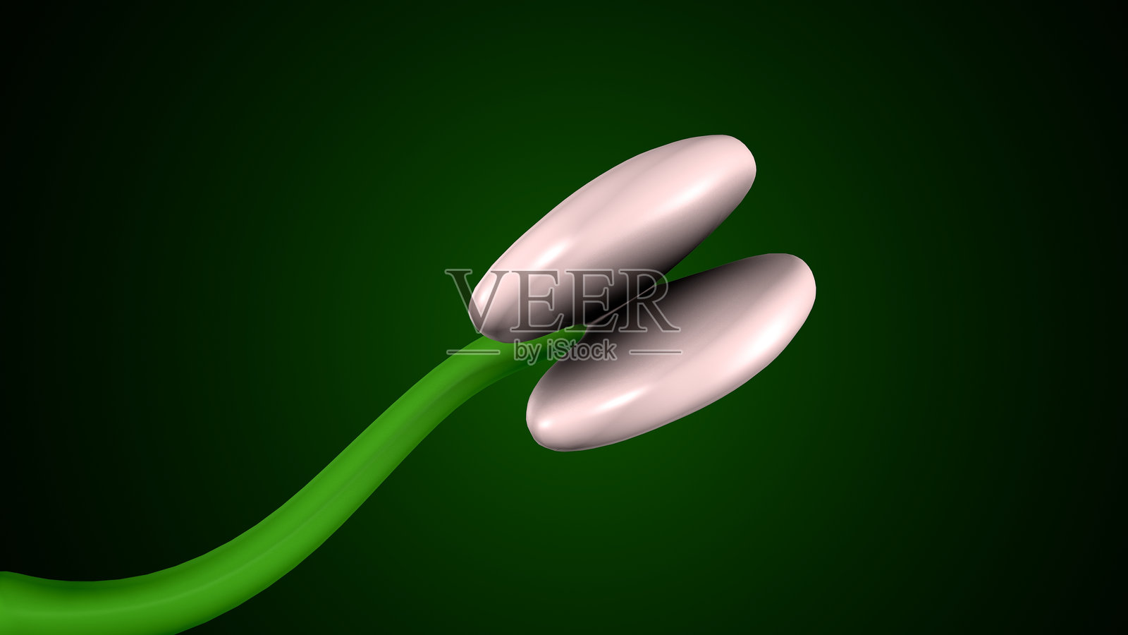 植物生长的各个阶段解剖系统。3D插图照片摄影图片