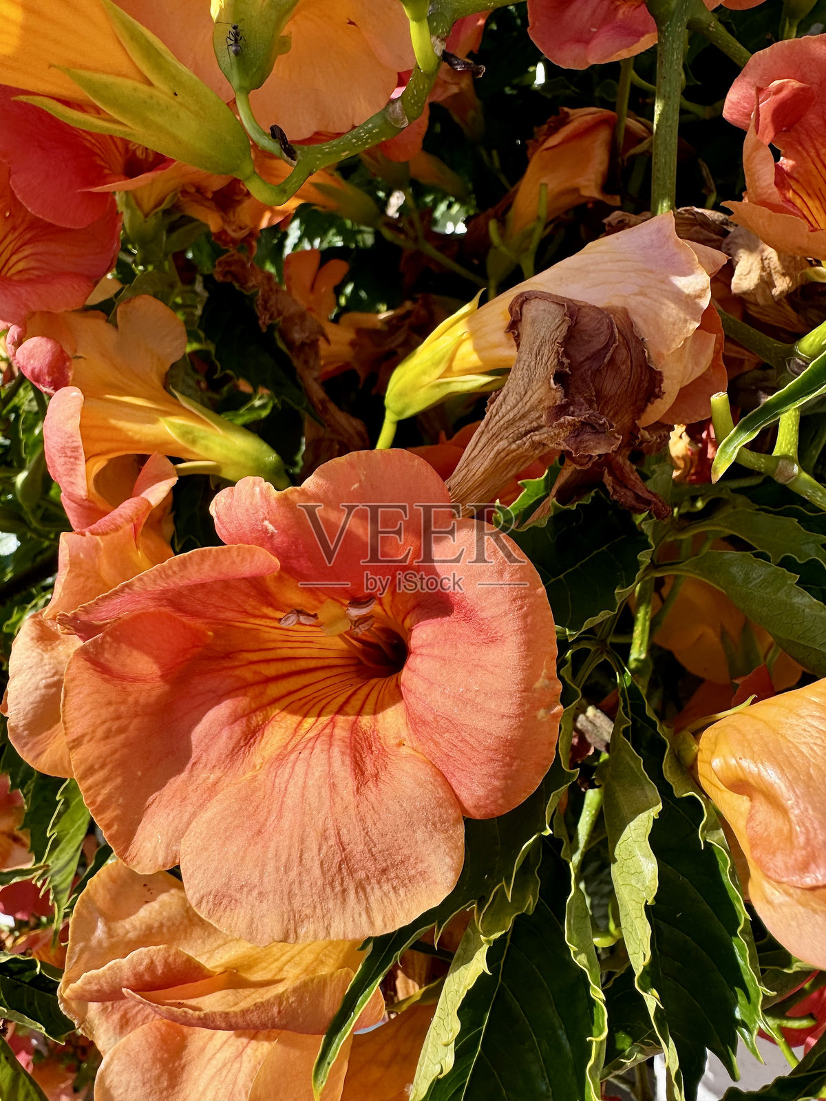 橙色夏季花卉照片摄影图片