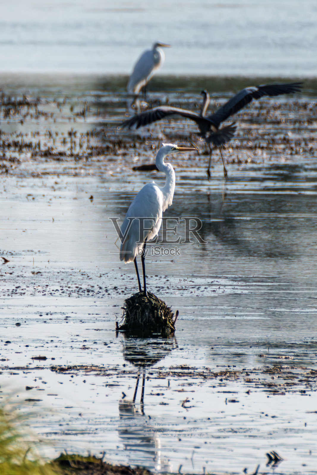 发现优雅的白鹭在宁静的湿地栖息地中优雅地生存照片摄影图片