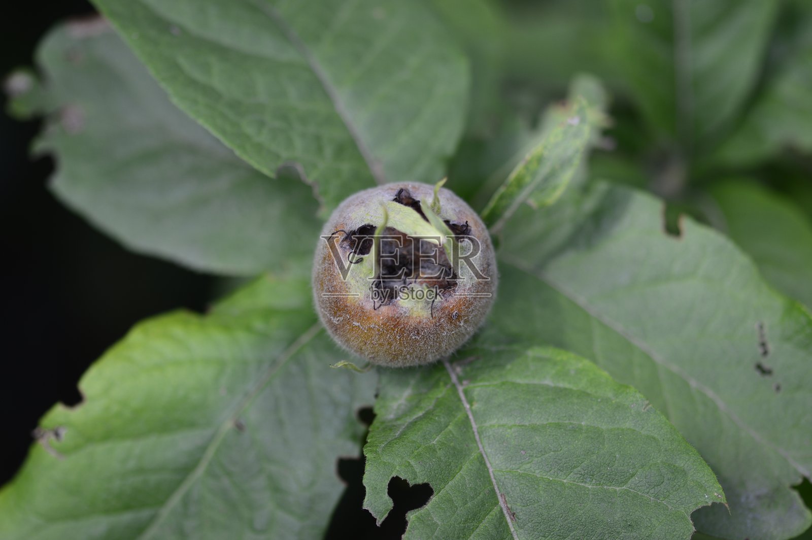 常见的枇杷，带有小棕色果实照片摄影图片