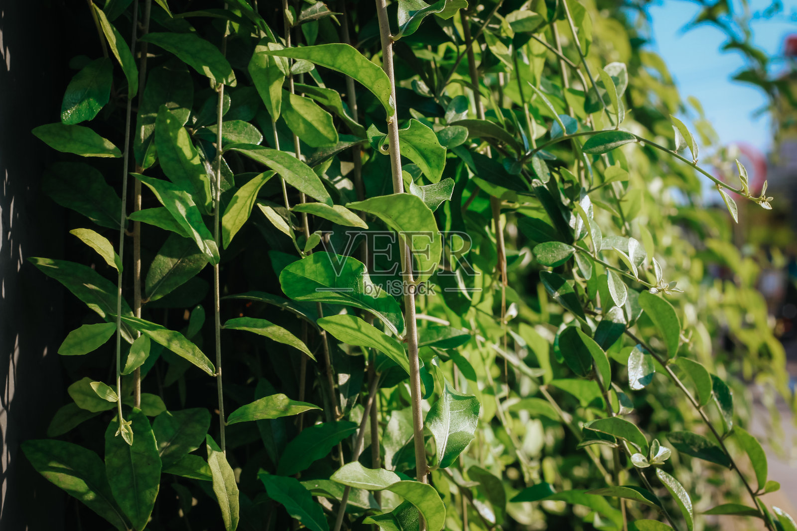 椭圆叶香葱，李光耀植物照片摄影图片