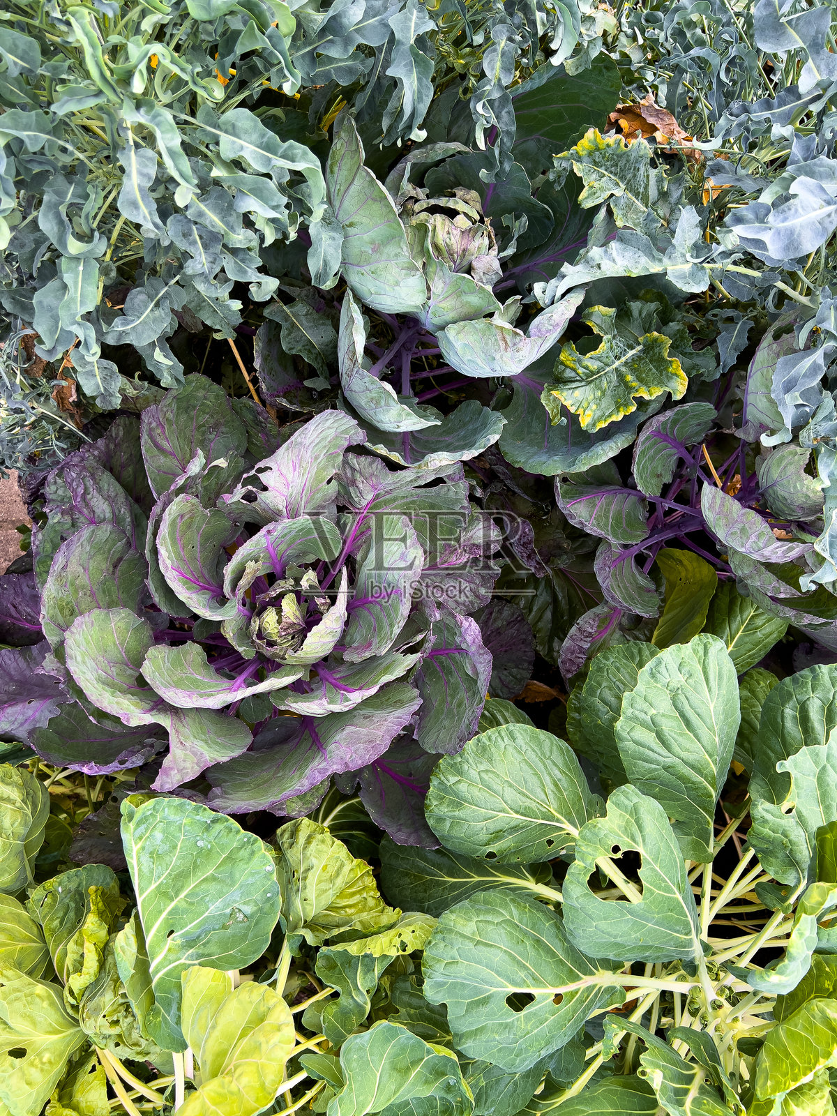 郁郁葱葱的蔬菜花园，种植着羽衣甘蓝和卷心菜照片摄影图片