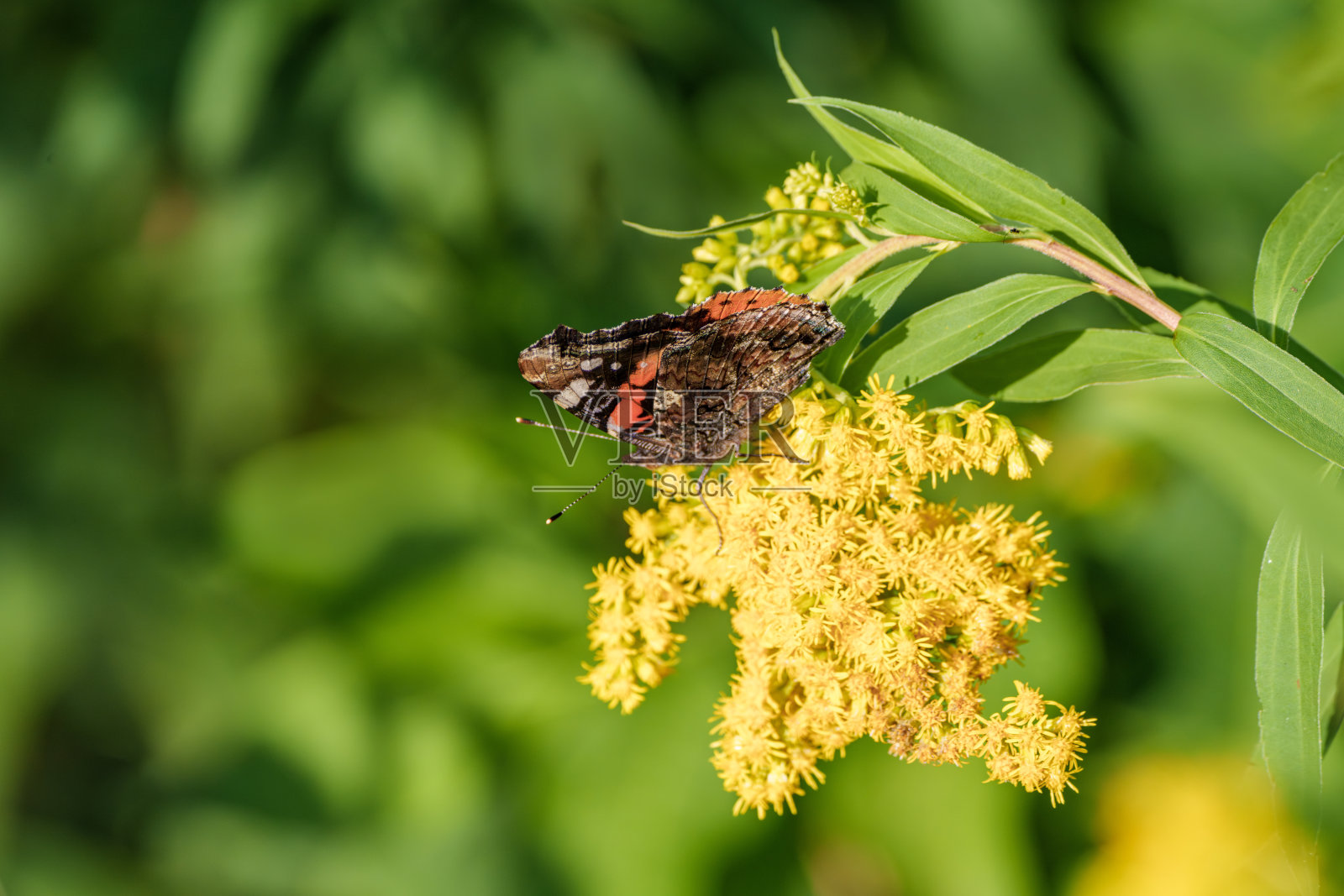 一只美丽的蝴蝶优雅地停在明亮的黄色花朵上，周围是郁郁葱葱的自然环境。照片摄影图片